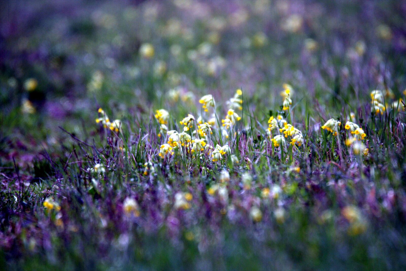 Canon EOS 350D (EOS Digital Rebel XT / EOS Kiss Digital N) sample photo. Primroses, prairie, spring photography