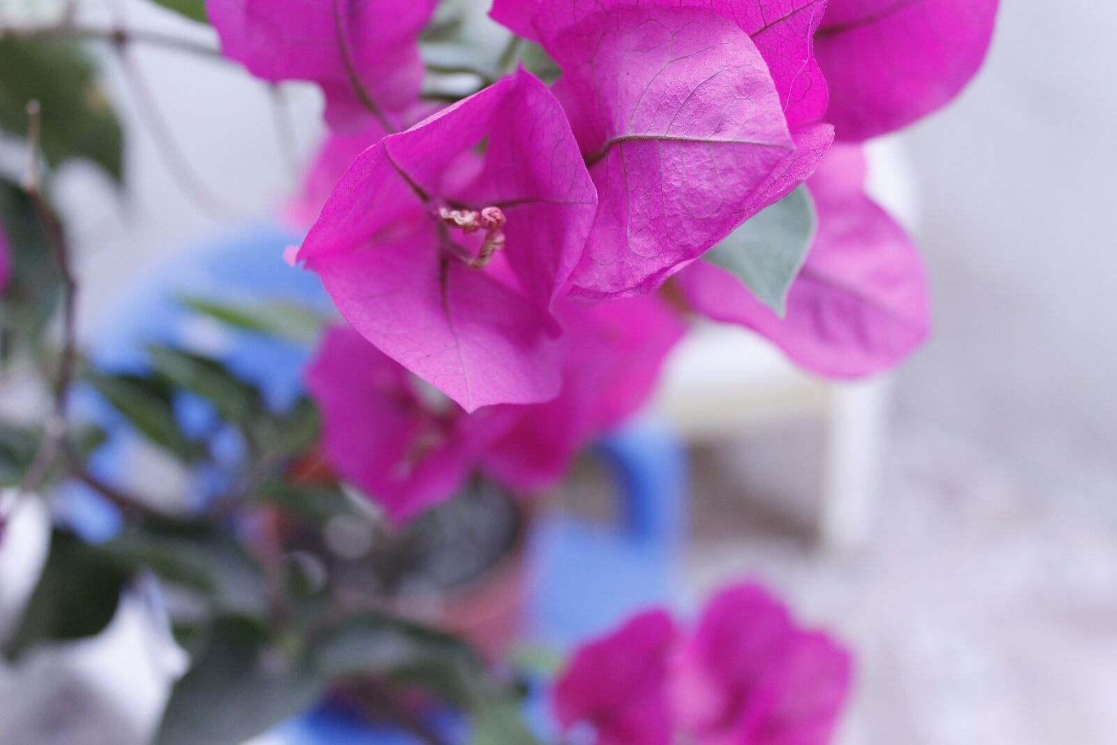 Canon EOS 1100D (EOS Rebel T3 / EOS Kiss X50) sample photo. Photography, flowers, beautiful flowers photography