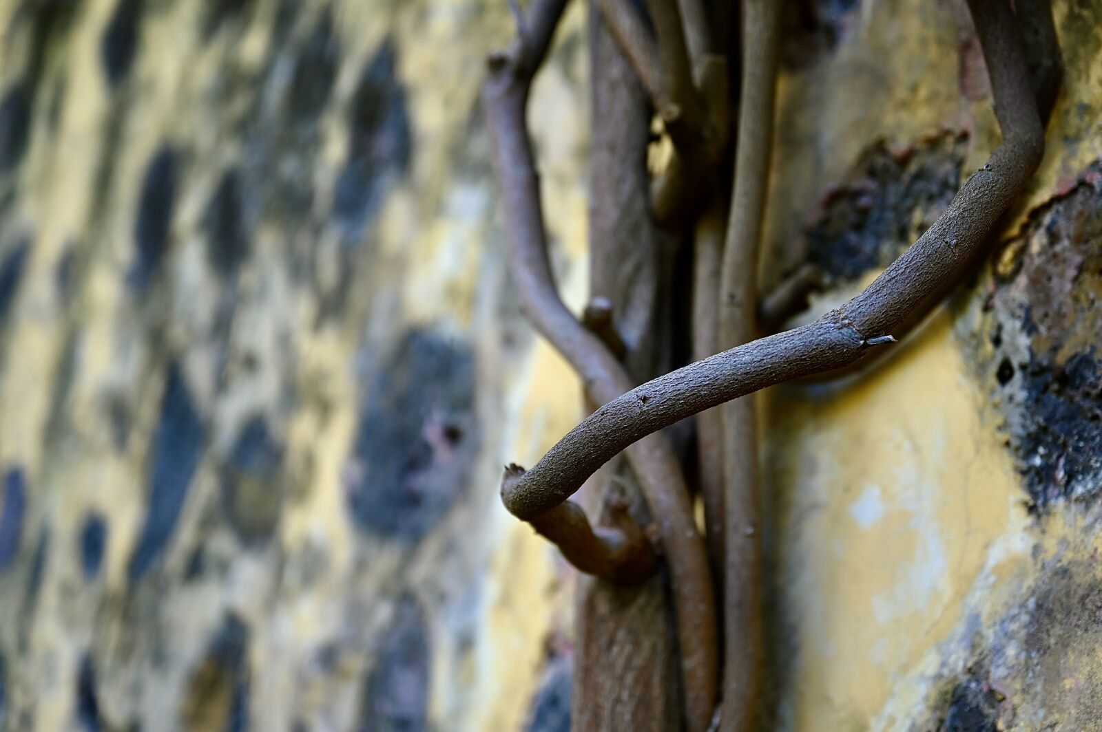 Nikon Nikkor Z 24-70mm F2.8 S sample photo. Wall, branch, stones photography