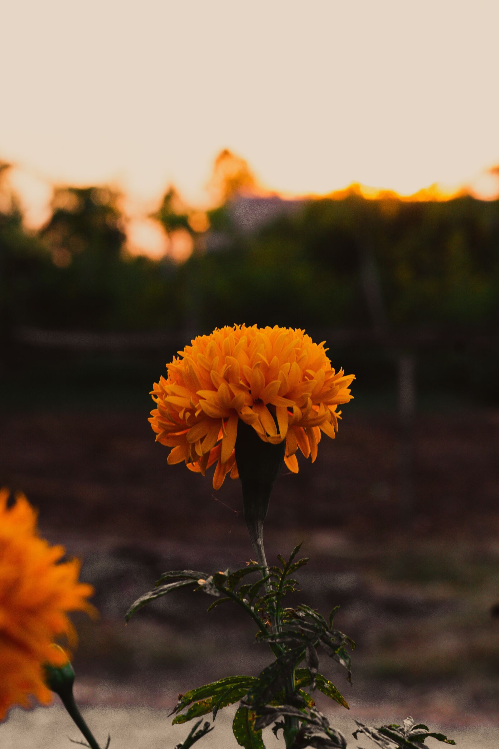 Canon EOS 700D (EOS Rebel T5i / EOS Kiss X7i) + Canon EF 50mm F1.8 STM sample photo. Marigold, flowers, marigold flower photography