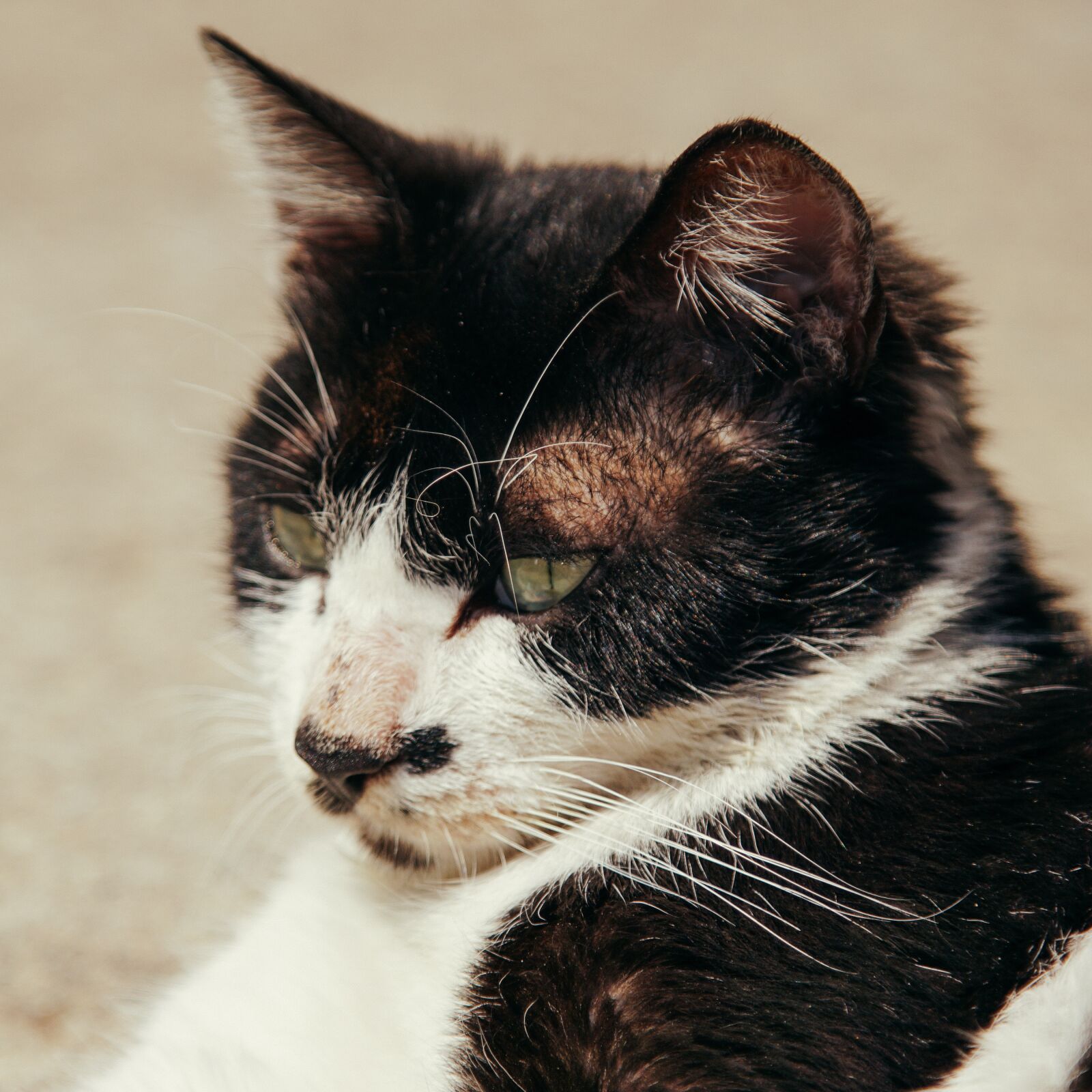 Sony a6000 sample photo. Cat, pets, animal photography
