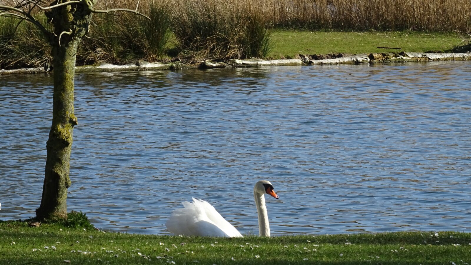 Sony DSC-HX60 sample photo. Swan, lake, nature photography