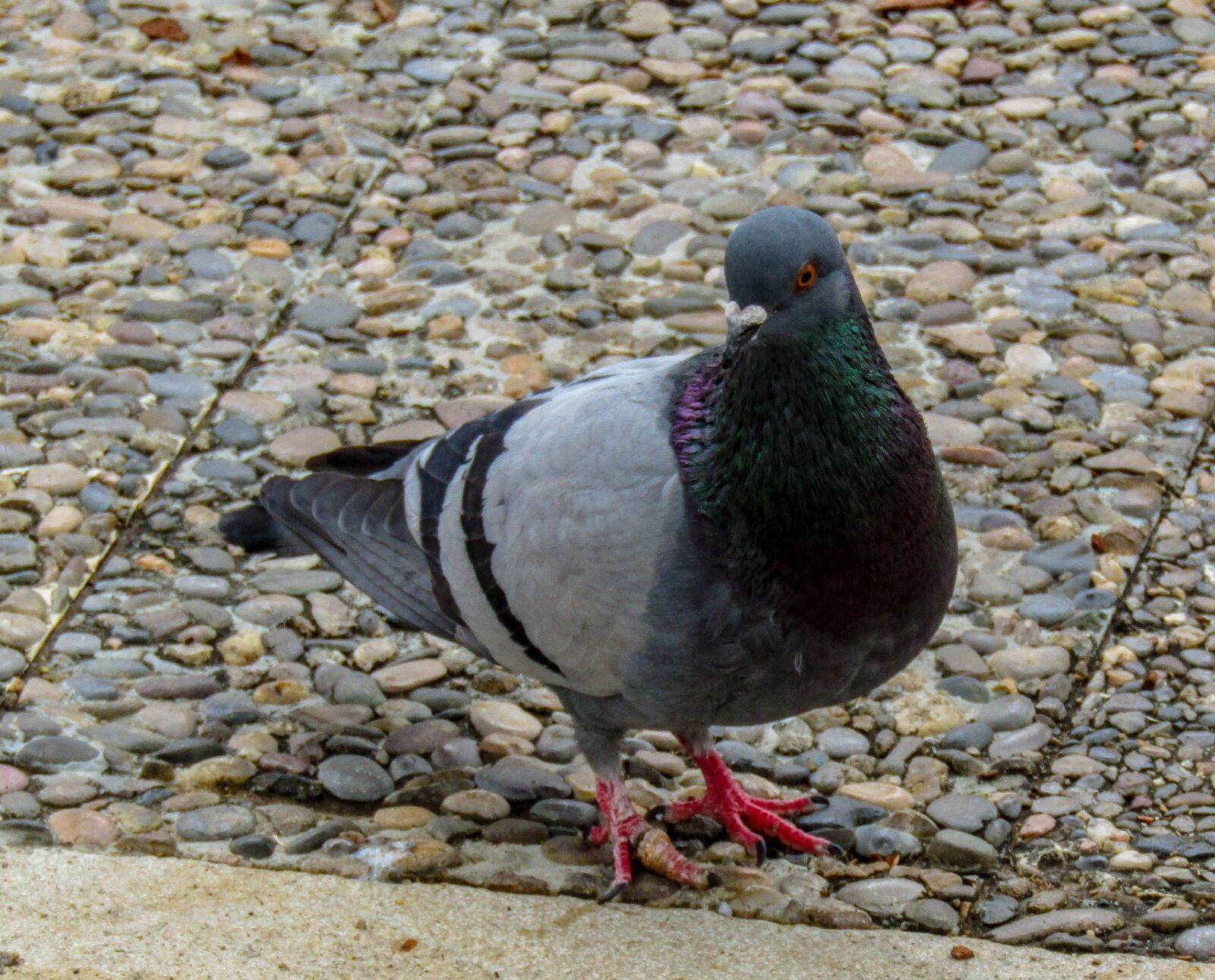 Canon PowerShot SX410 IS sample photo. Birds, columbidae, nature photography