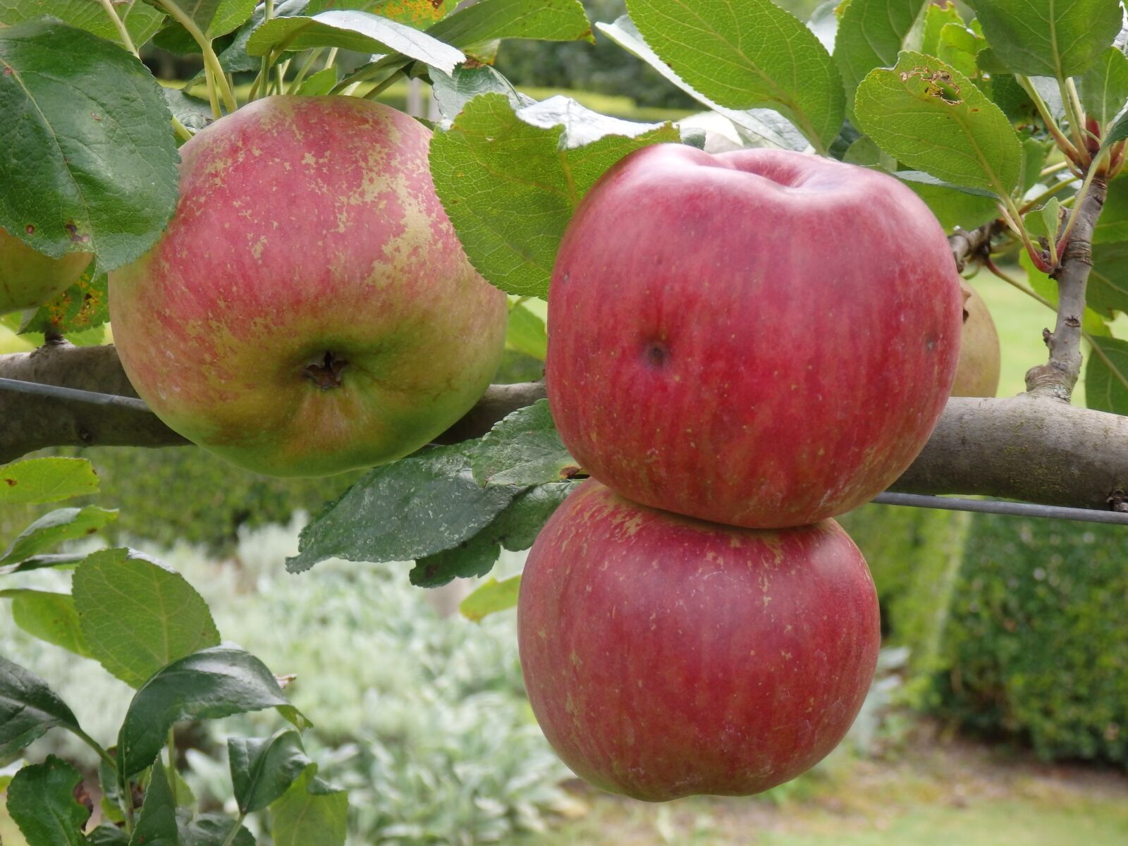 Olympus SZ-16,DZ-105 sample photo. Fruit, apple, red apple photography