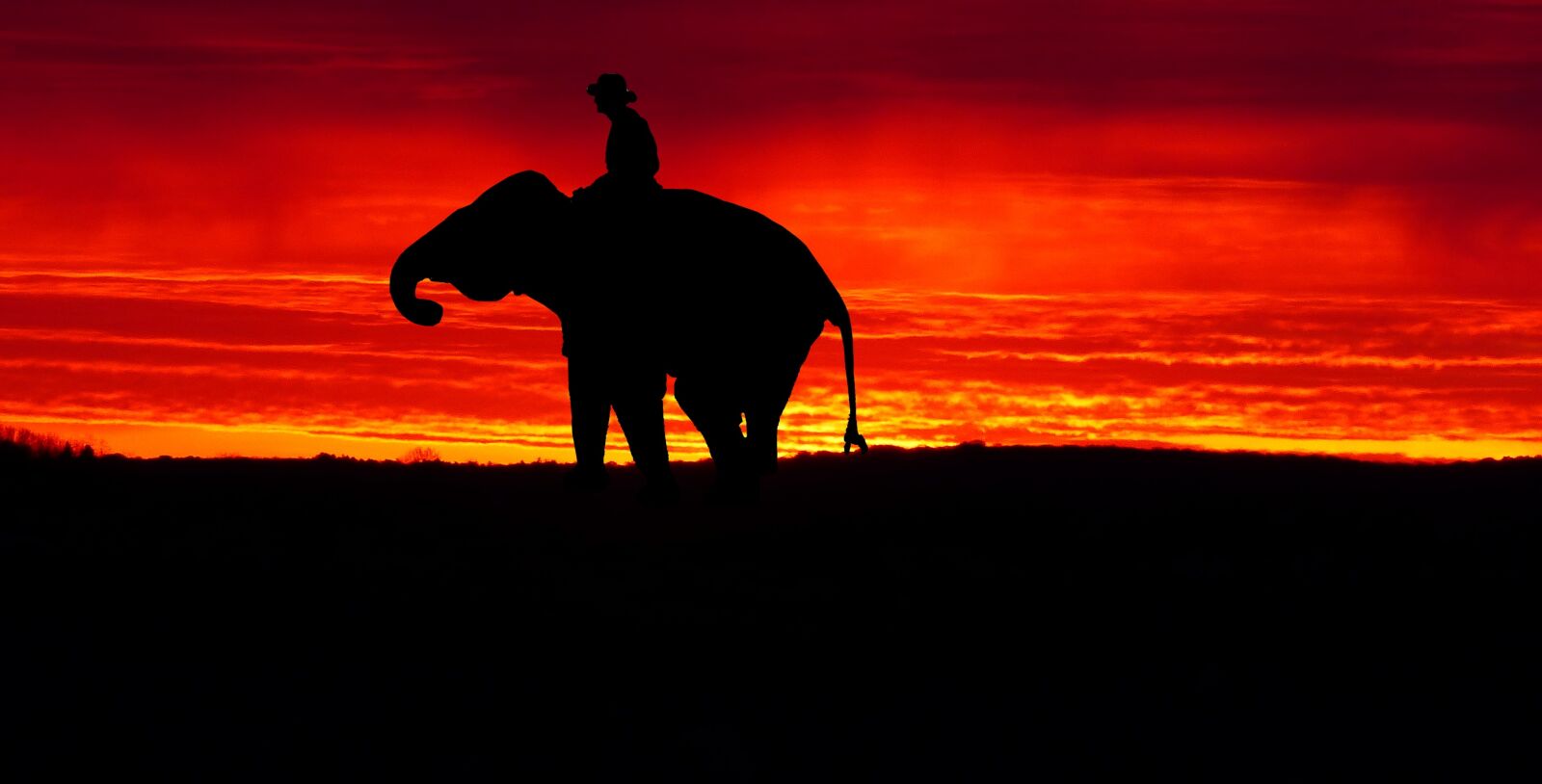 Panasonic Lumix DMC-FZ200 sample photo. Sunset, elephant, twilight photography