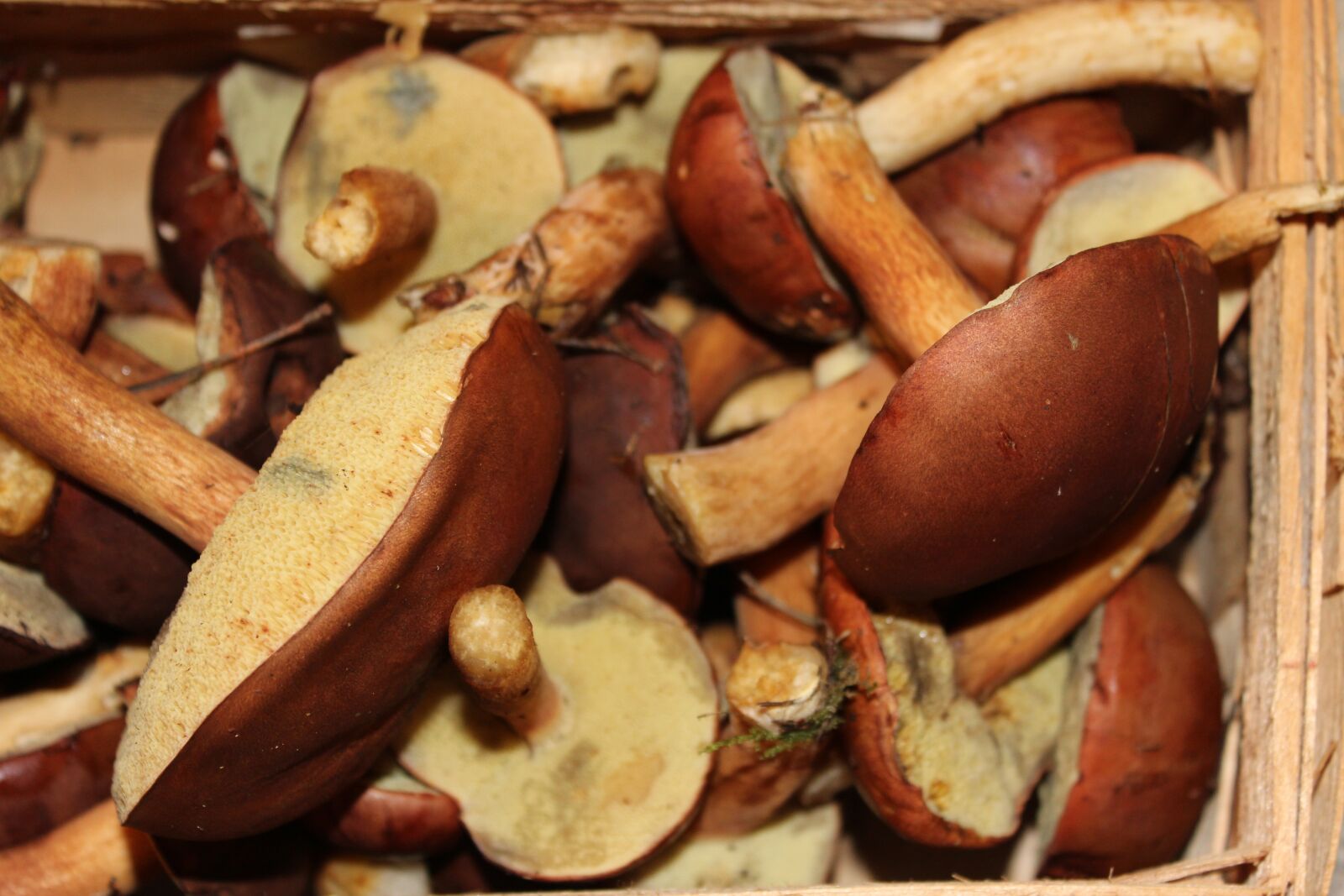 Canon EOS 600D (Rebel EOS T3i / EOS Kiss X5) sample photo. Mushrooms, forest, autumn photography