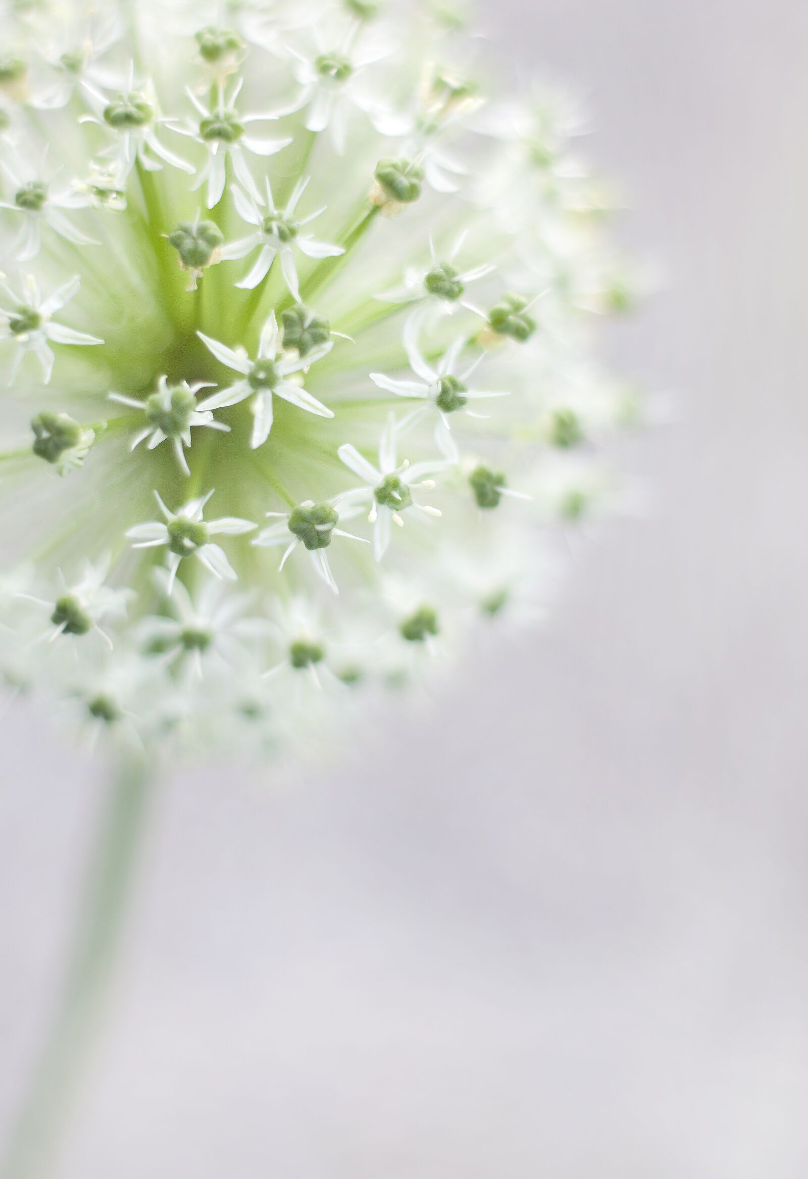 Canon EF 50mm F1.4 USM sample photo. Sierbloem, white, garden photography