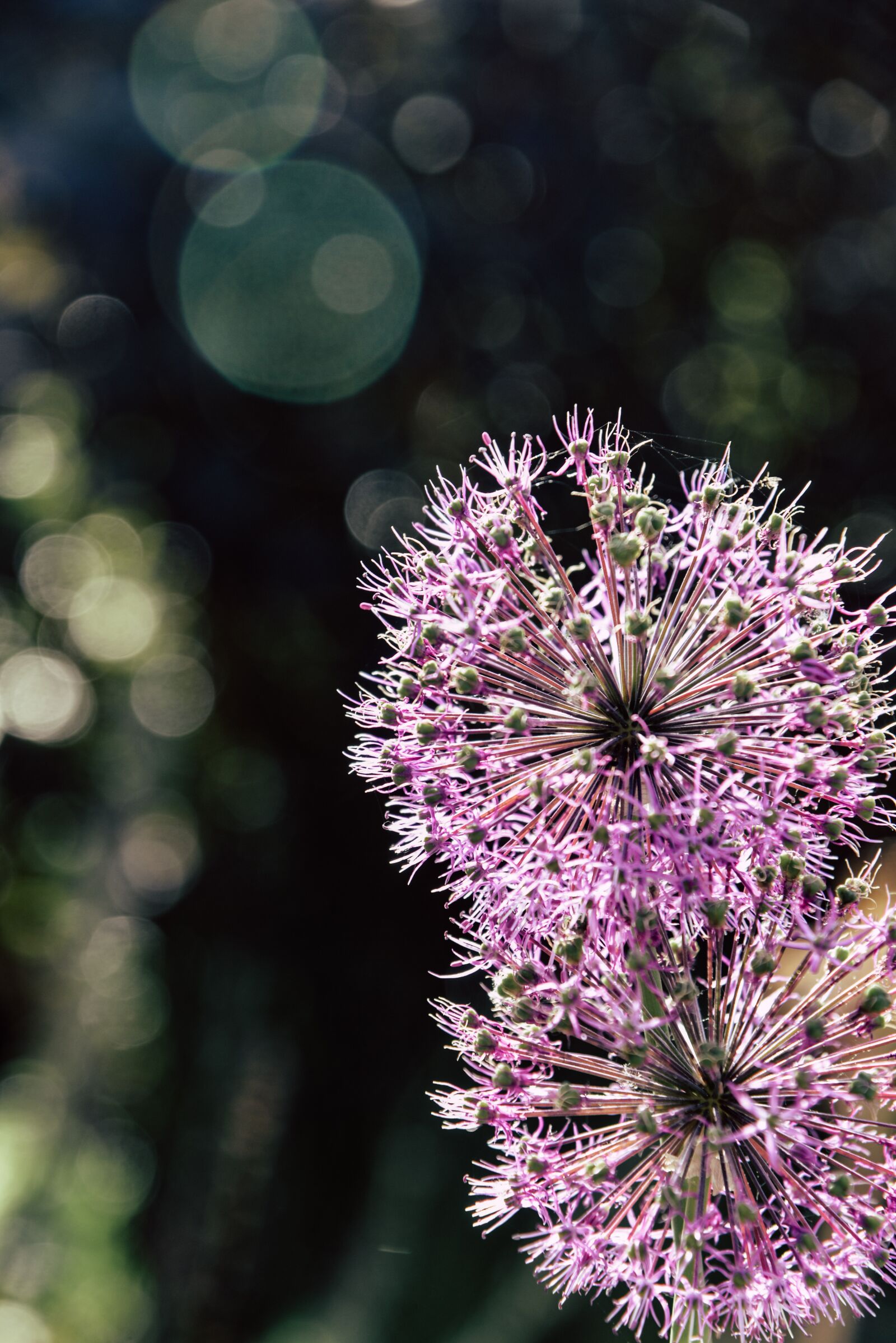 Nikon D610 sample photo. Plant, round, blossom photography