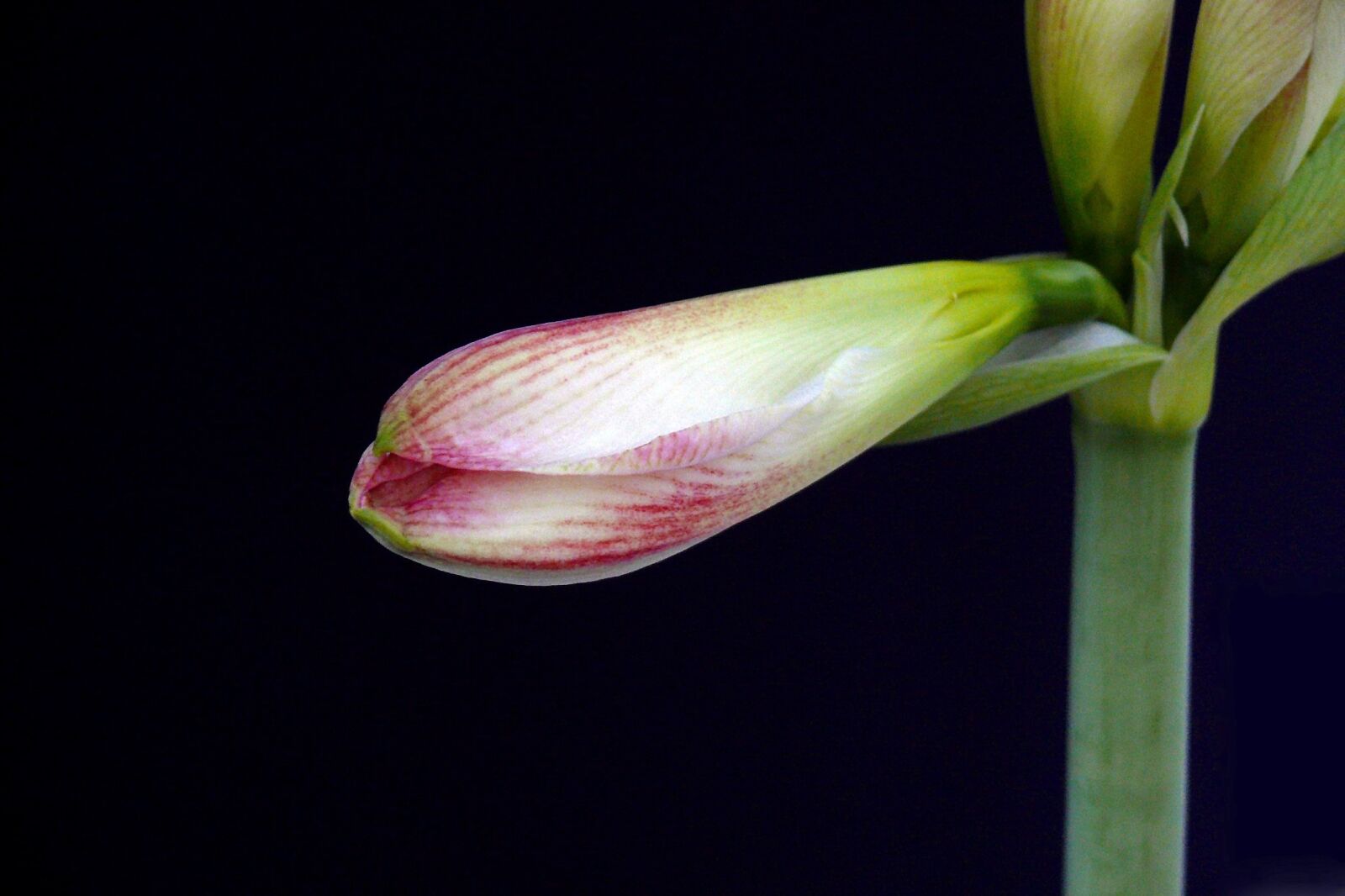 Leica V-LUX 1 sample photo. Amaryllis, blossom, bloom photography