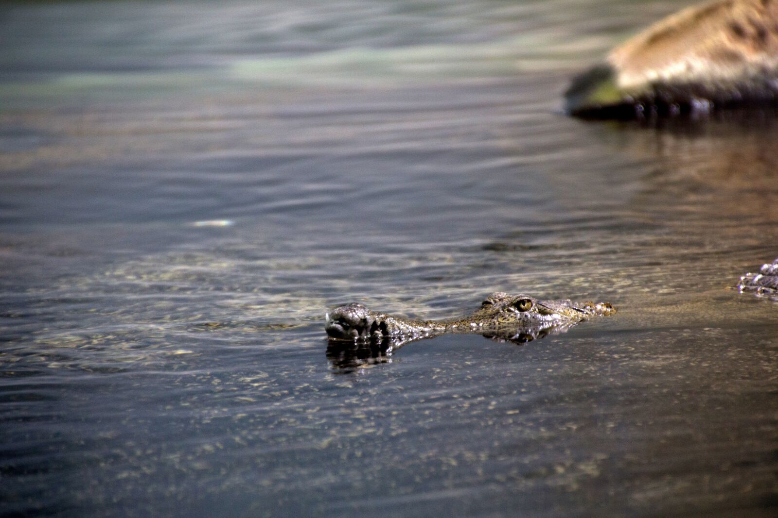 Canon EOS 600D (Rebel EOS T3i / EOS Kiss X5) sample photo. Crocodile, predator, reptile photography