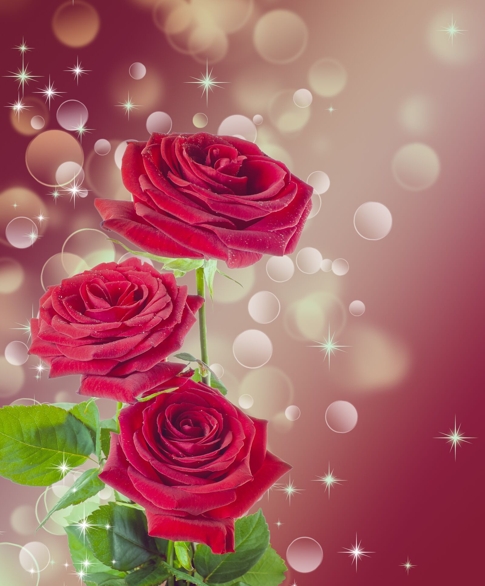 Nikon D5000 sample photo. Rose, flower, red photography