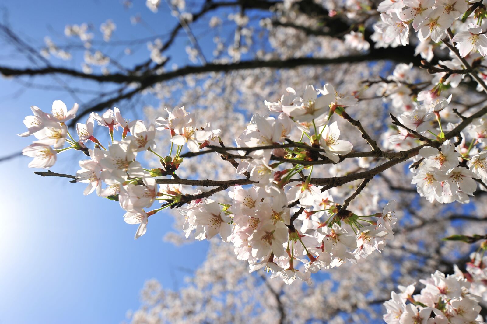 Nikon D700 sample photo. Cherry blossoms, spring, sky photography
