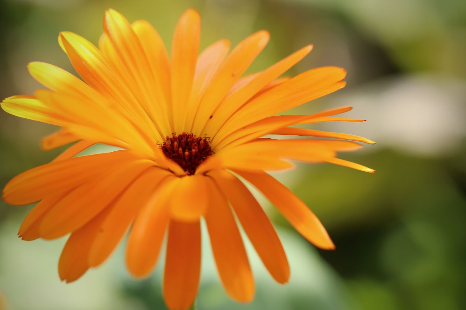 Canon EOS 800D (EOS Rebel T7i / EOS Kiss X9i) sample photo. Marigold, gardening, calendula officinalis photography