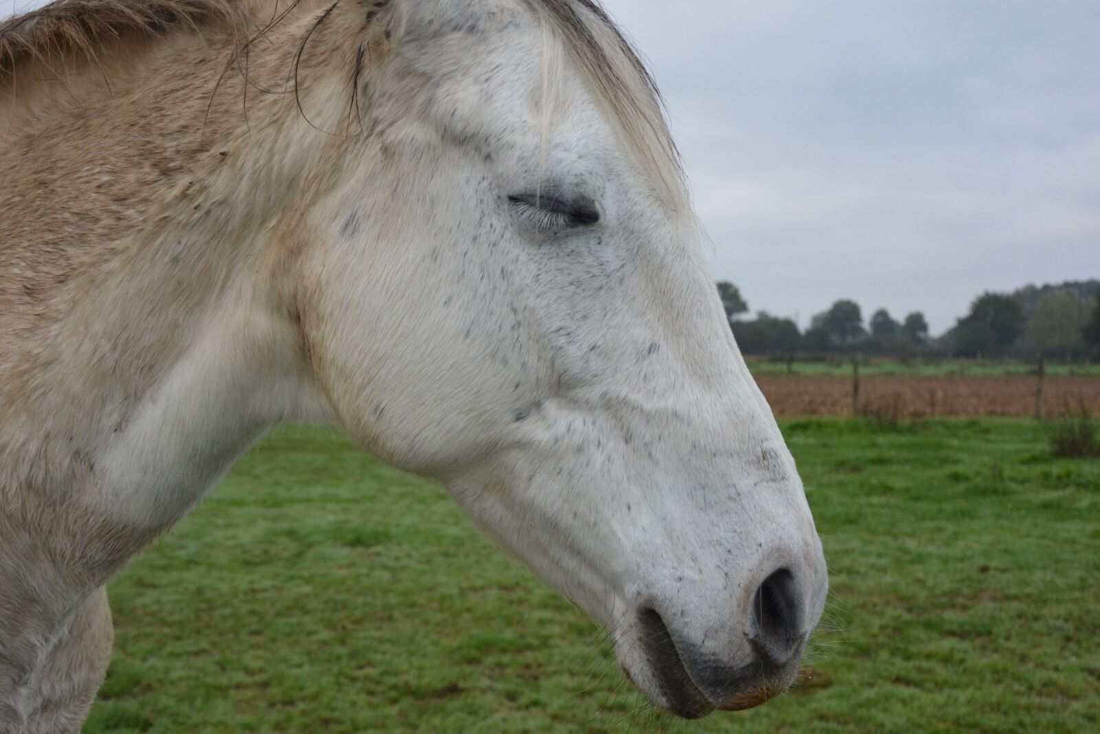 Nikon D5200 sample photo. Horse, eyes closed, closed photography