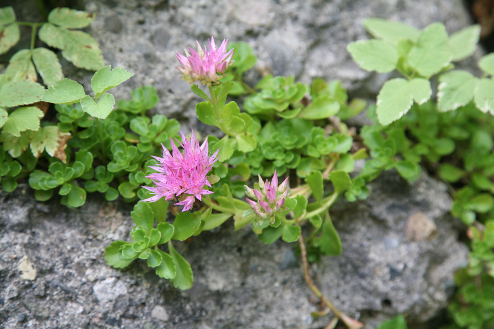 Canon EOS 5D sample photo. Ground, cover, succulents photography