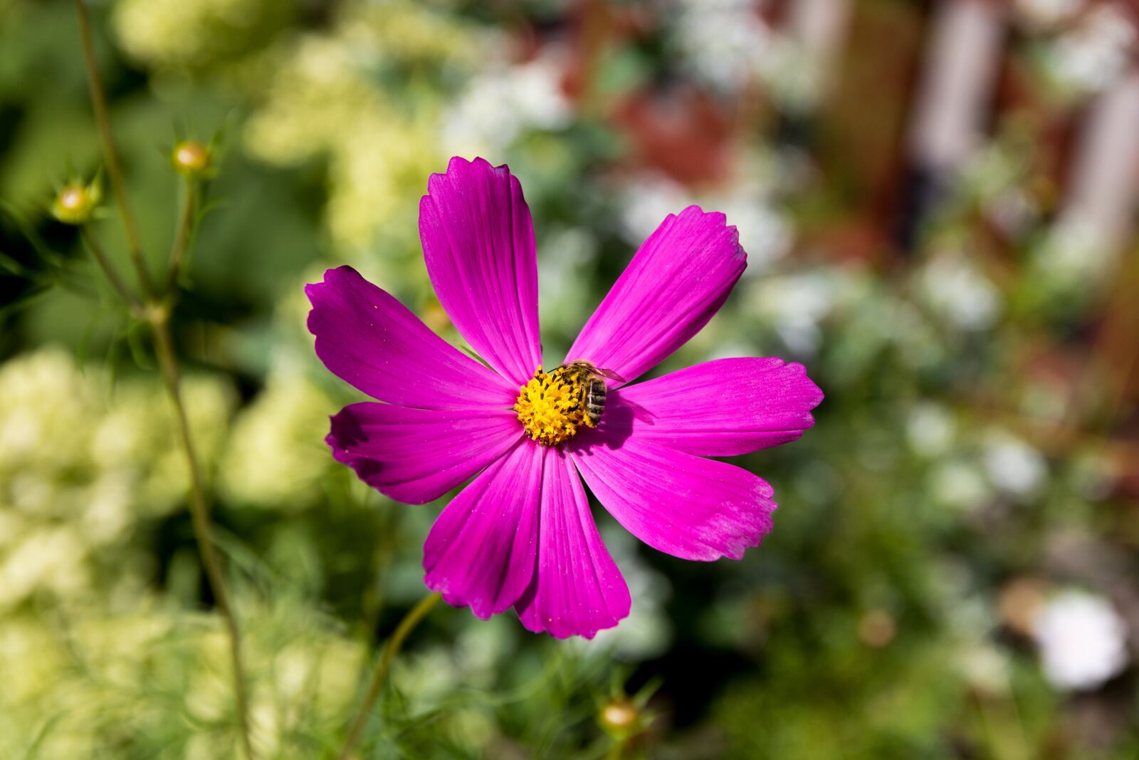 Canon EOS 760D (EOS Rebel T6s / EOS 8000D) sample photo. Bee, flower, macro photography