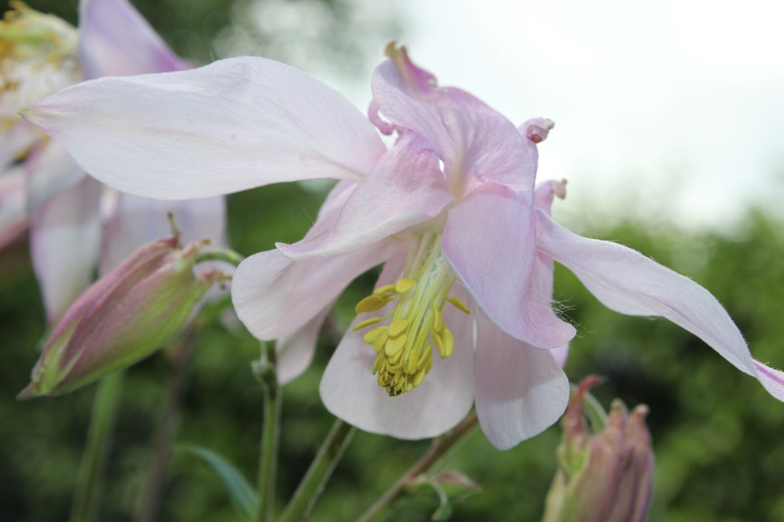 Canon EOS 600D (Rebel EOS T3i / EOS Kiss X5) sample photo. Columbine, common akelei, common photography