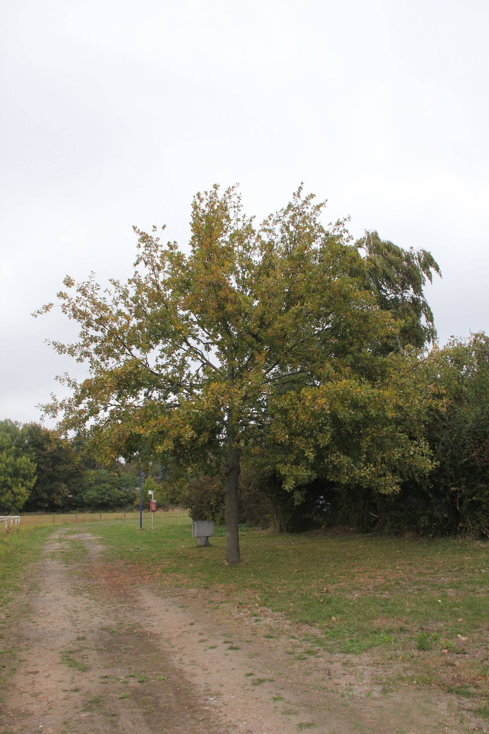 Canon EOS 550D (EOS Rebel T2i / EOS Kiss X4) sample photo. Baum, herbst, natur photography