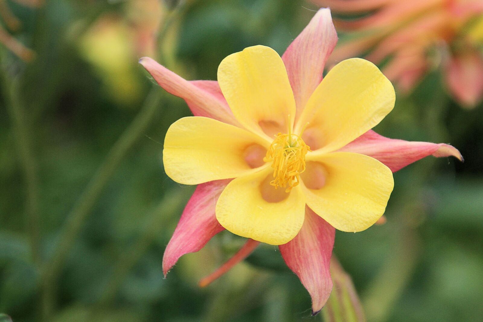 Canon EOS 1200D (EOS Rebel T5 / EOS Kiss X70 / EOS Hi) sample photo. Columbine, blossom, bloom photography