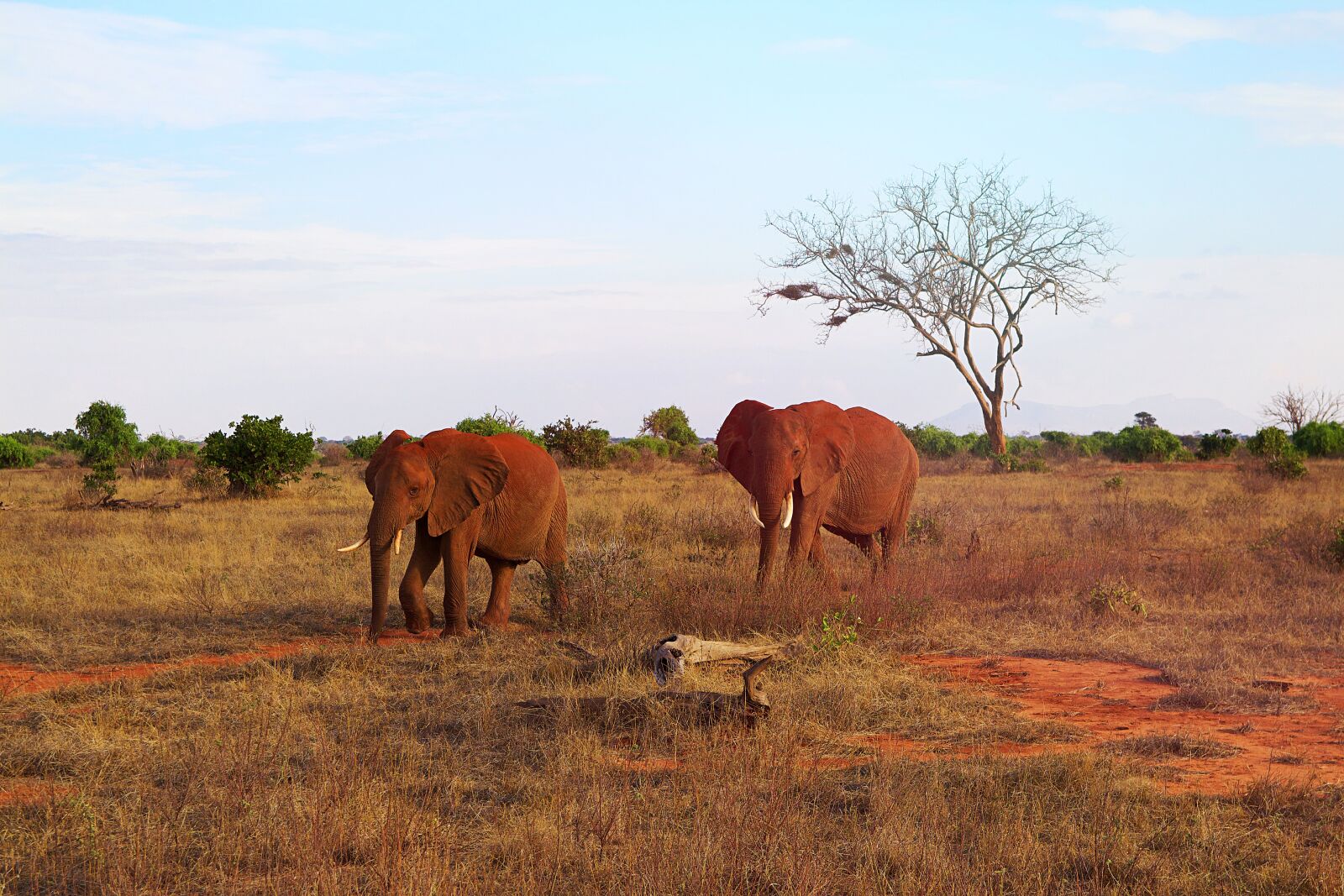 Canon EOS 600D (Rebel EOS T3i / EOS Kiss X5) sample photo. Africa, kenya, tsavo photography