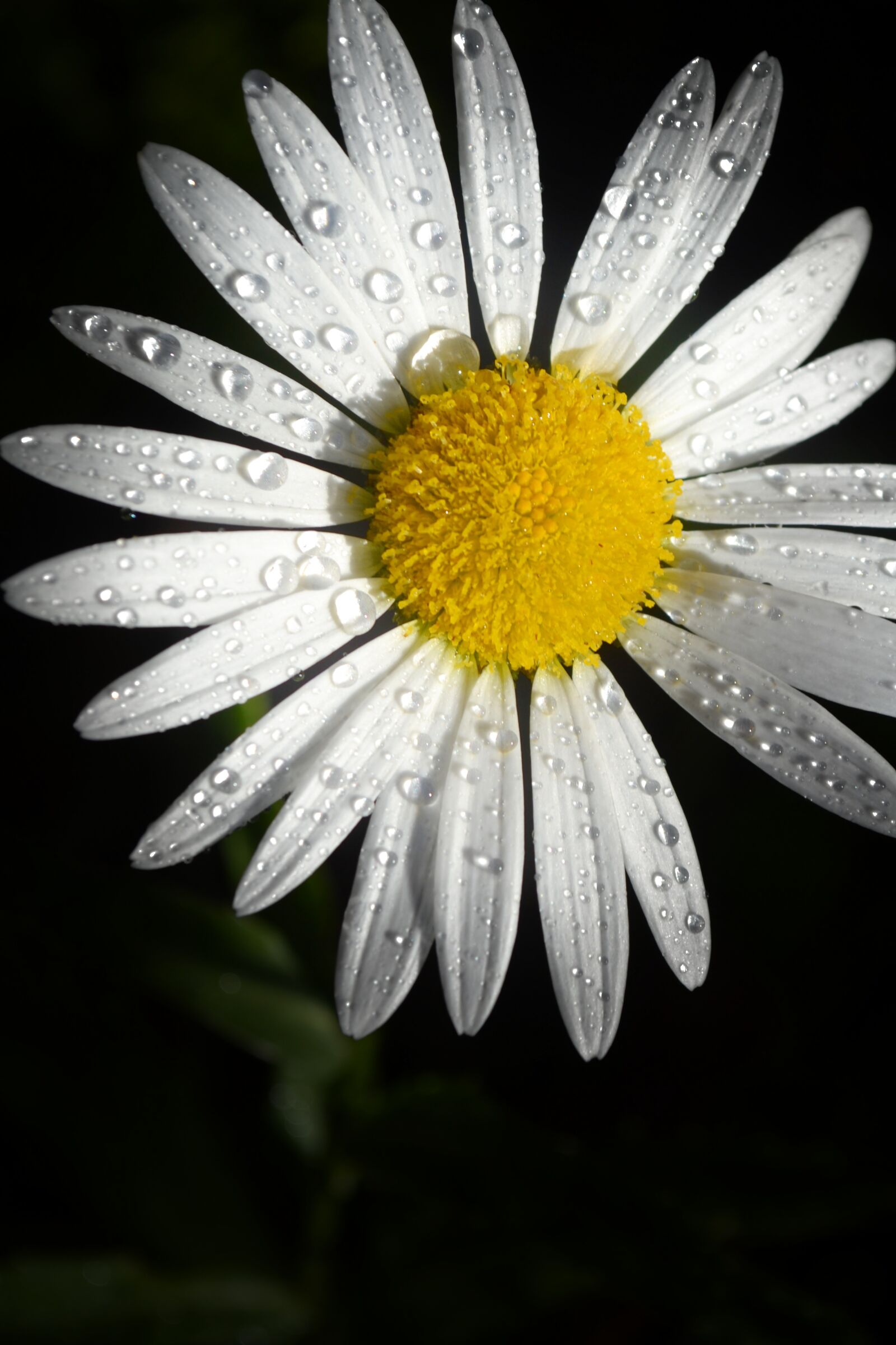 Nikon D3100 sample photo. Flower, margarida, daisy photography