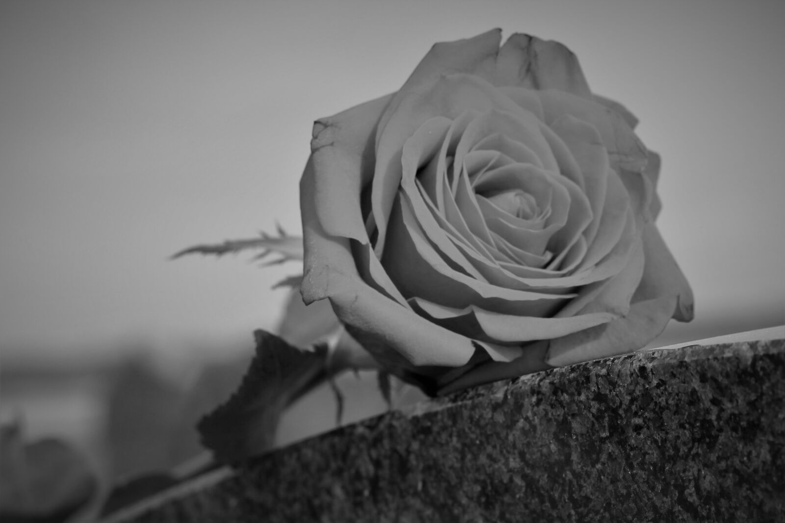 Canon EOS 550D (EOS Rebel T2i / EOS Kiss X4) sample photo. Rose, love symbol, black photography