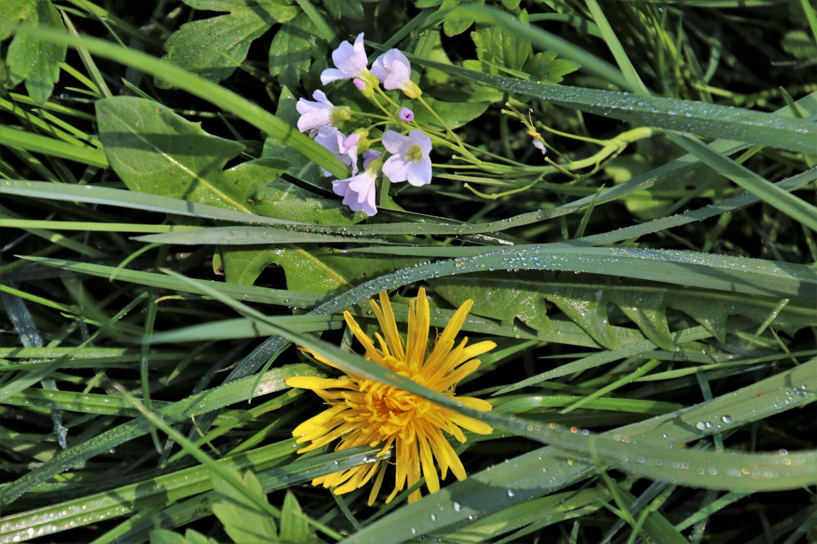 Canon EOS 80D sample photo. Grass, wet, meadows photography