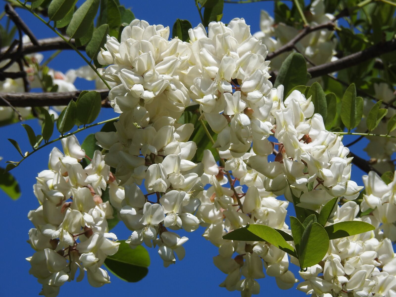 Nikon Coolpix P900 sample photo. Blooming acacia, acacia, spring photography