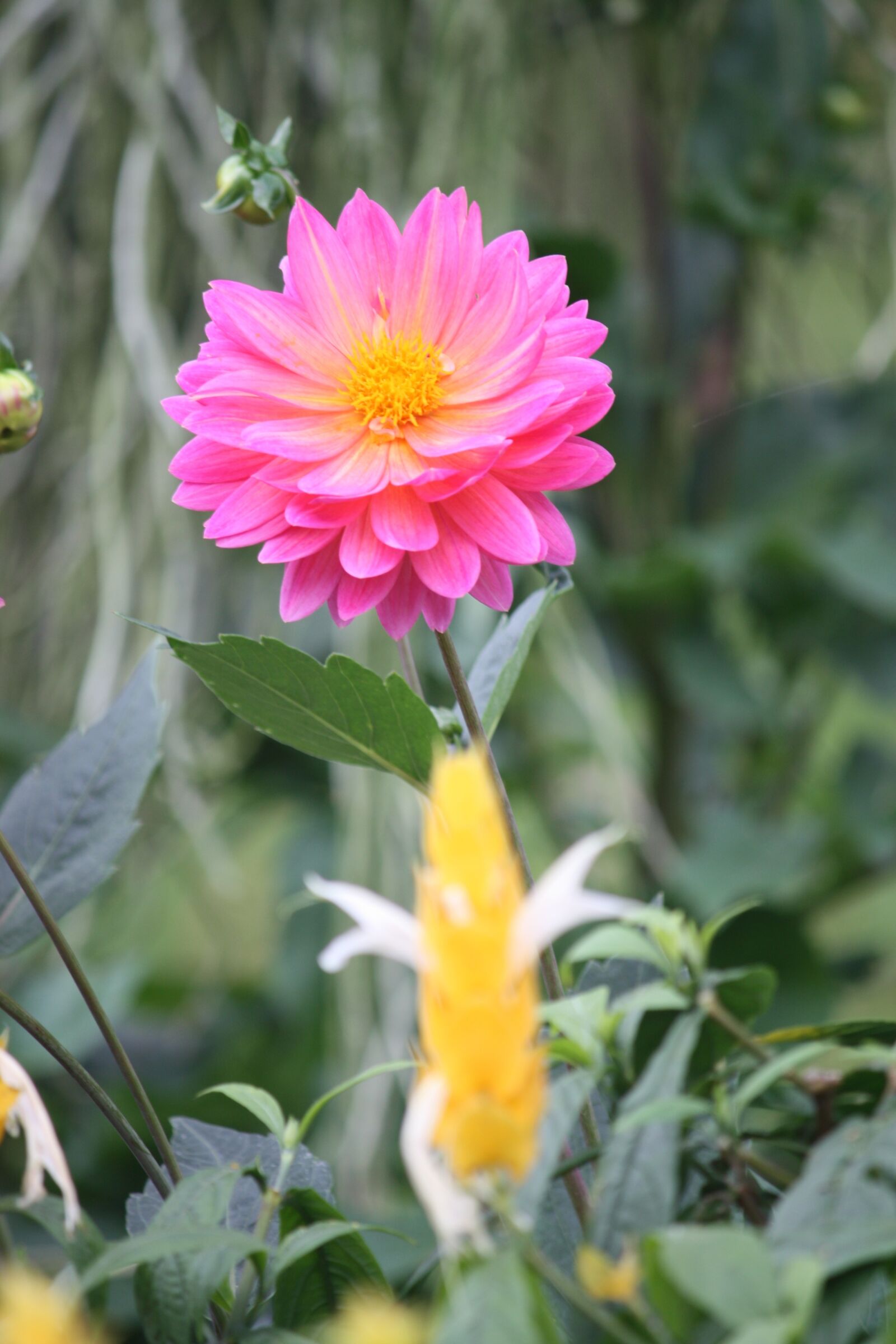 Canon EOS 450D (EOS Rebel XSi / EOS Kiss X2) sample photo. Nature, flora, flower photography