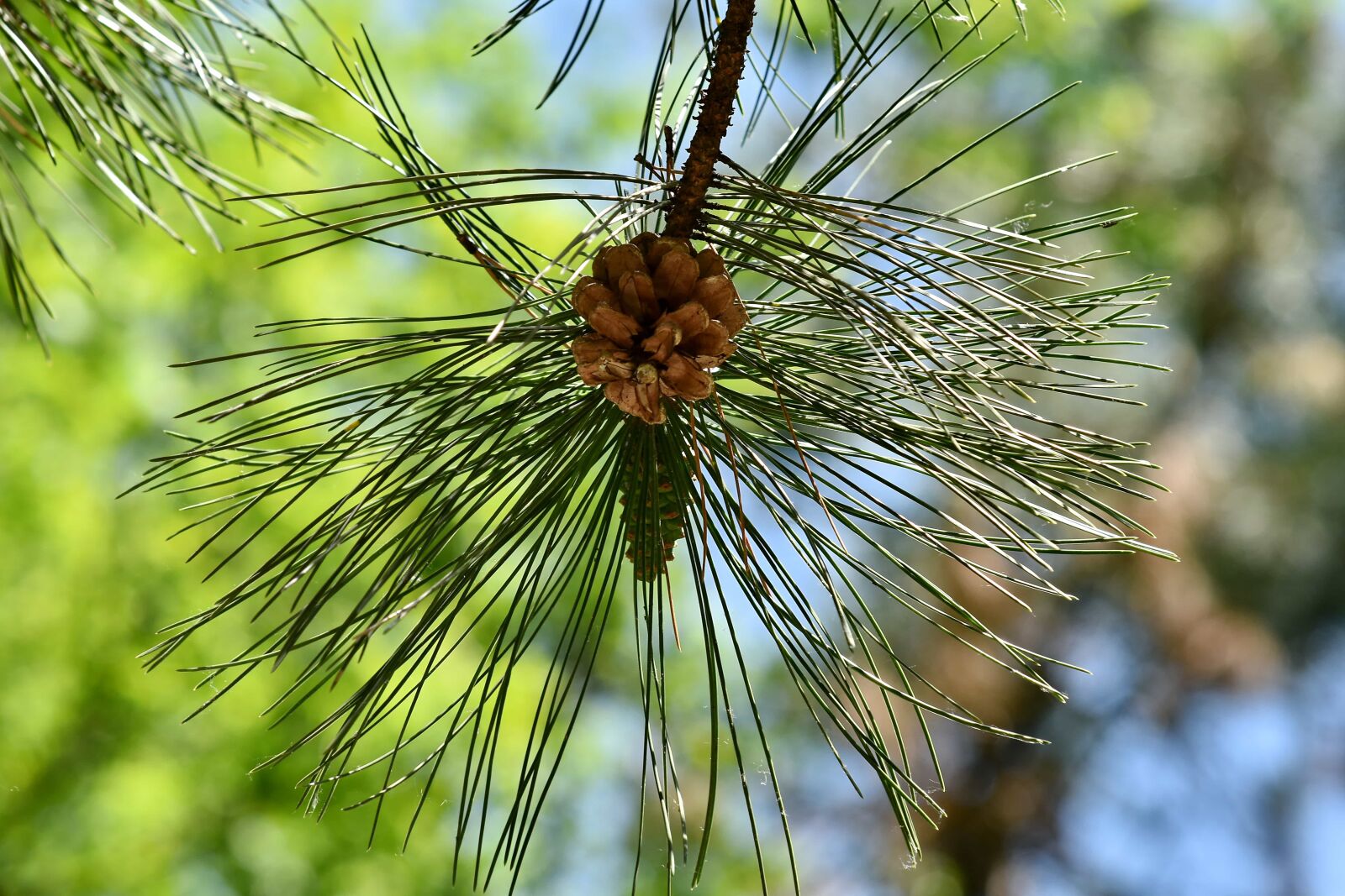 Nikon D5500 sample photo. Branches, conifers, forest, green photography