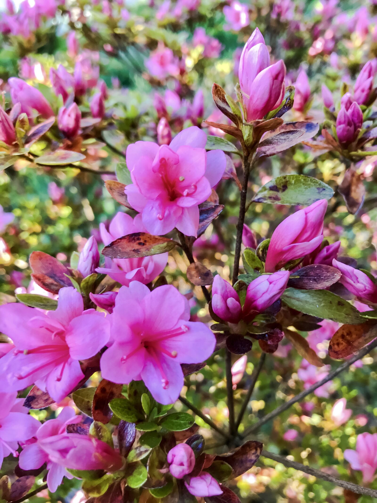 iPhone 7 back camera 3.99mm f/1.8 sample photo. Azalea, rhododendron, spring photography