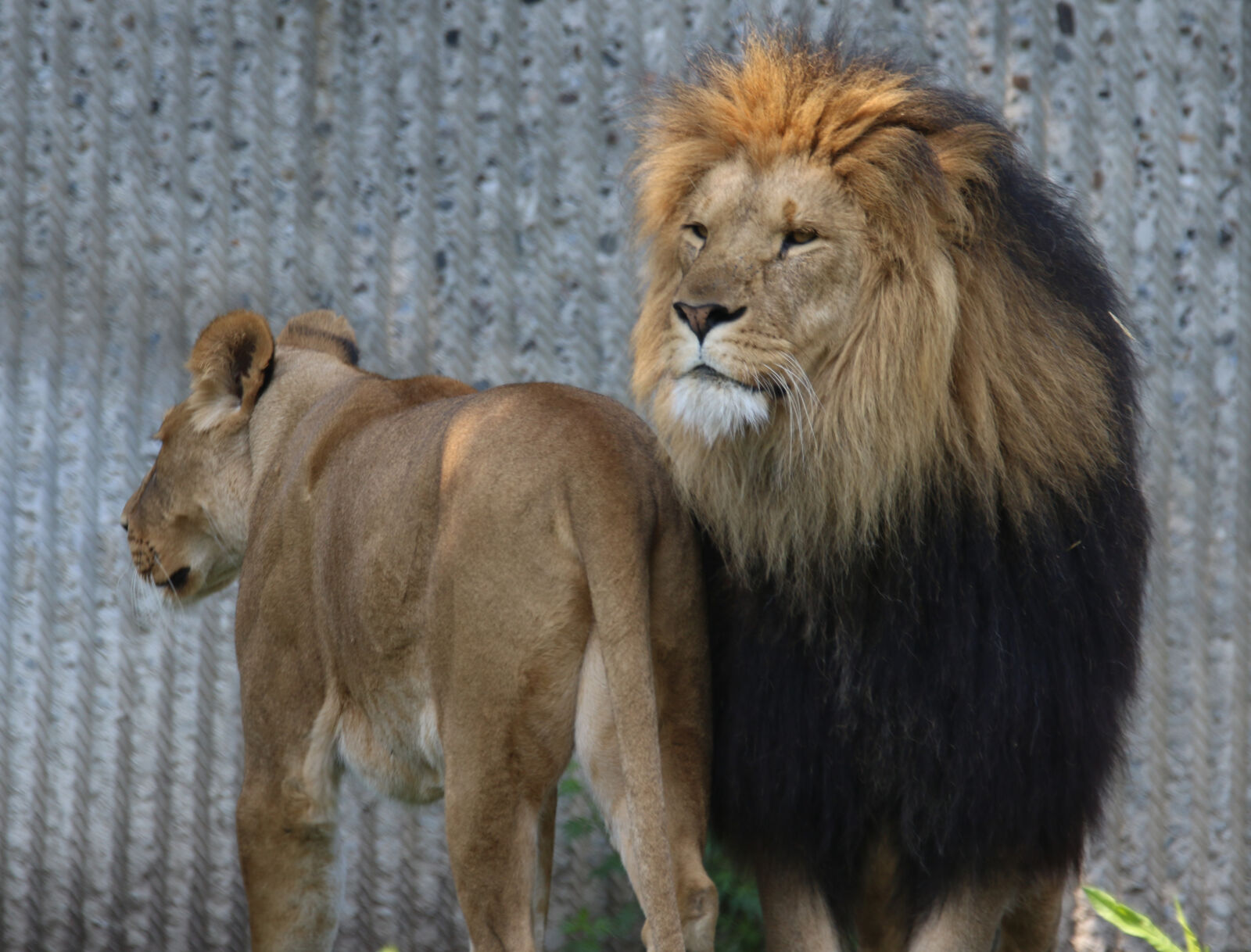 Canon EOS 7D Mark II sample photo. Animals, king, of, the photography