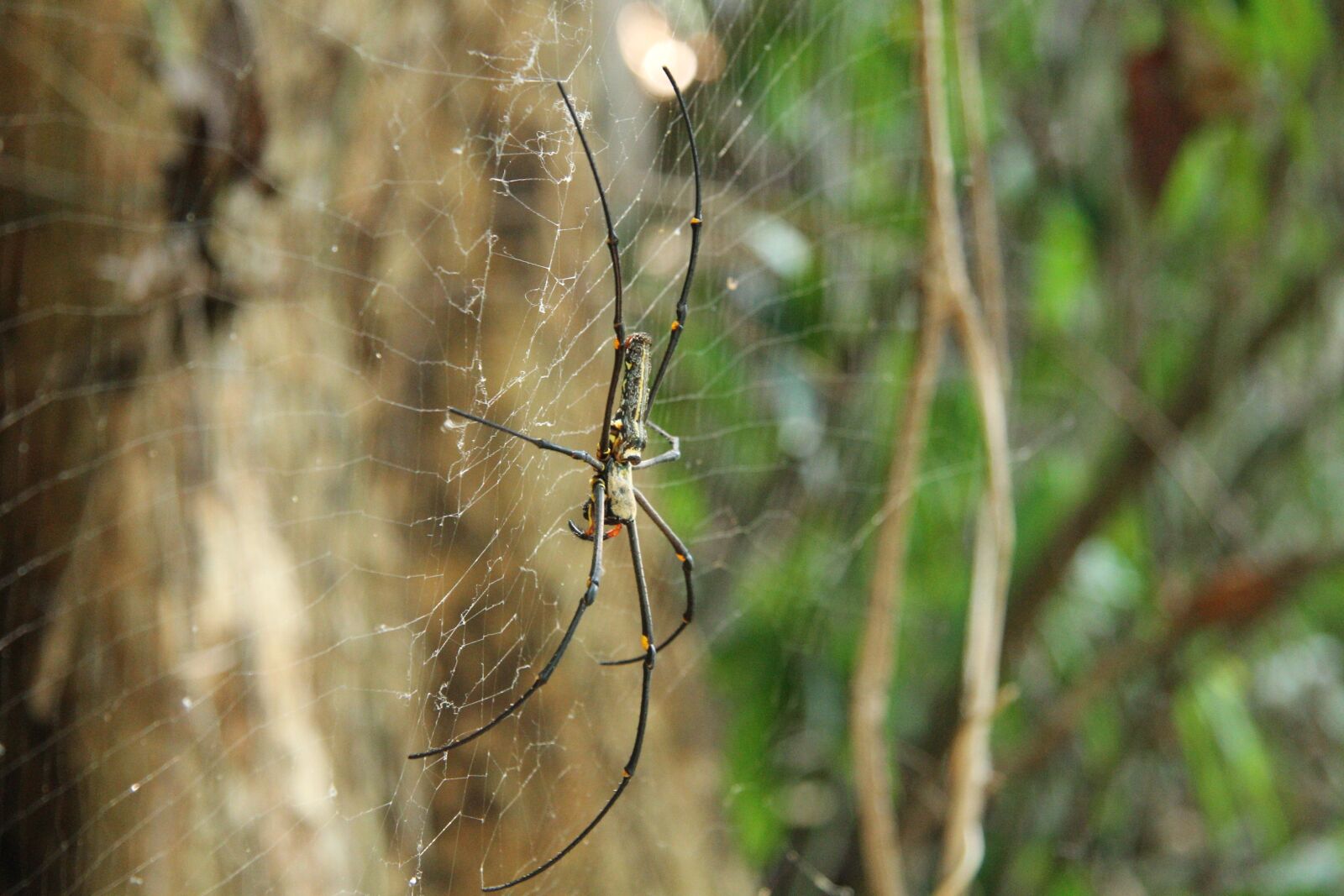 Canon EF-S 17-85mm F4-5.6 IS USM sample photo. Golden silk spider, spider photography