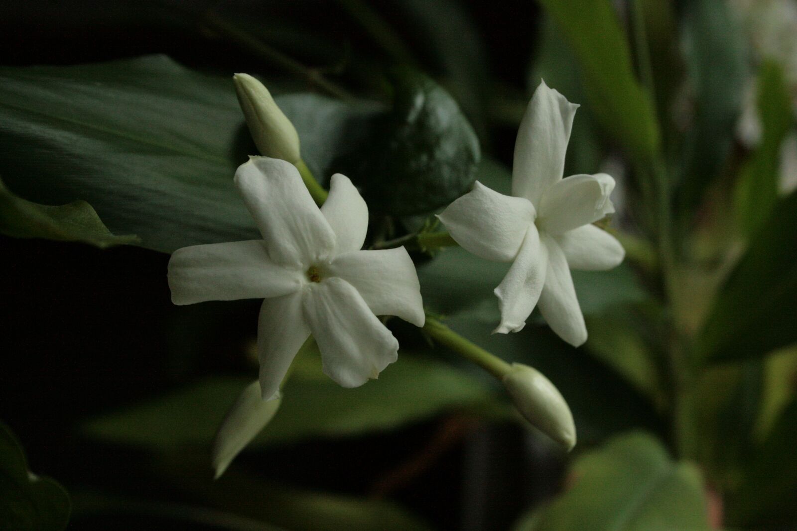 Canon EOS 400D (EOS Digital Rebel XTi / EOS Kiss Digital X) sample photo. Jasmin, jasmine blossoms, jasminum photography