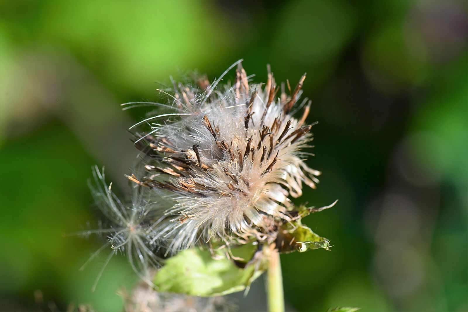Nikon D610 sample photo. Thistle, flourished from, withers photography