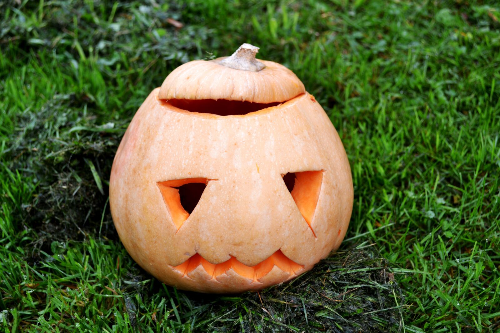 Nikon D3100 sample photo. Pumpkin, squash, halloween photography