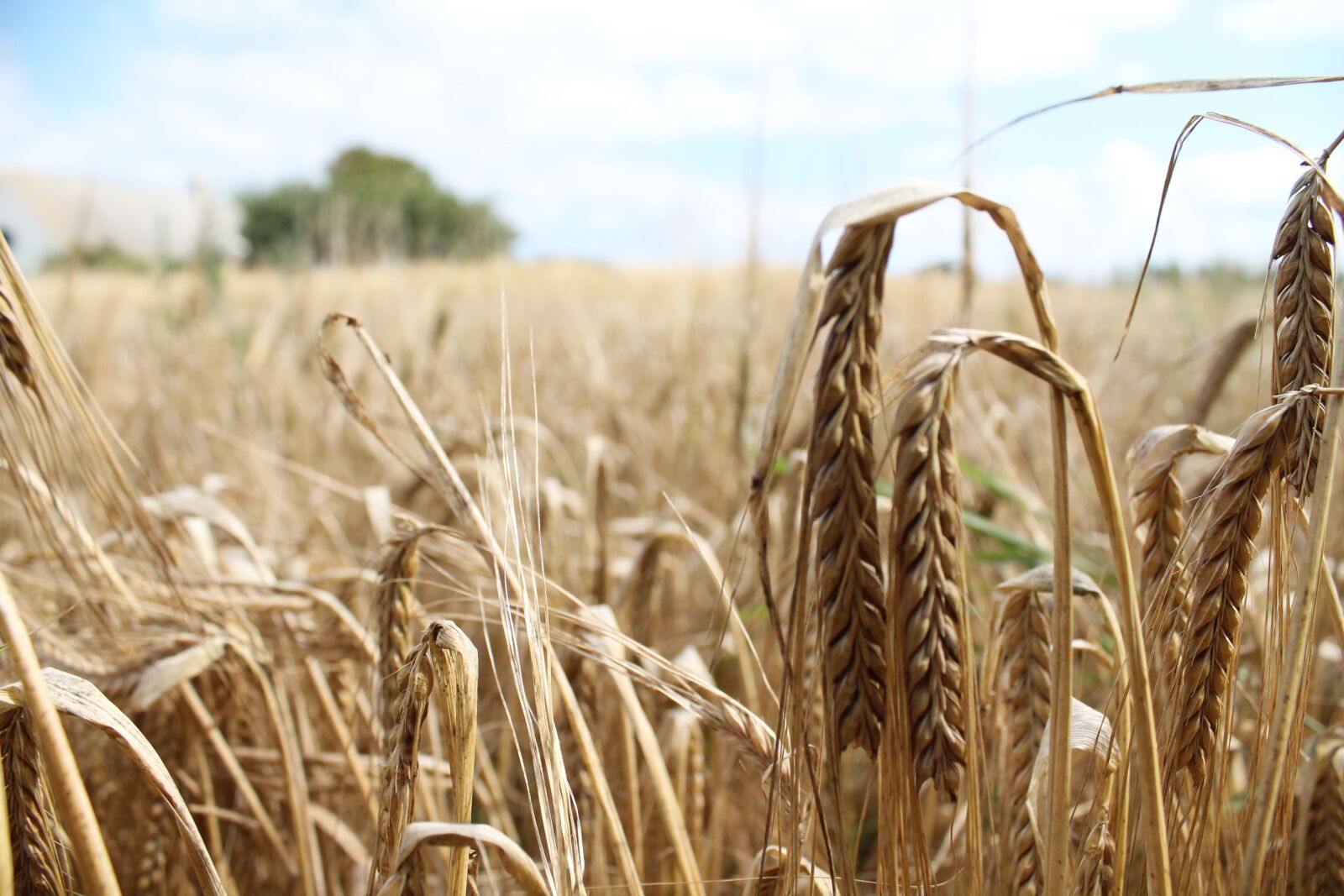 Canon EOS 1100D (EOS Rebel T3 / EOS Kiss X50) sample photo. Wheat, field, harvest photography