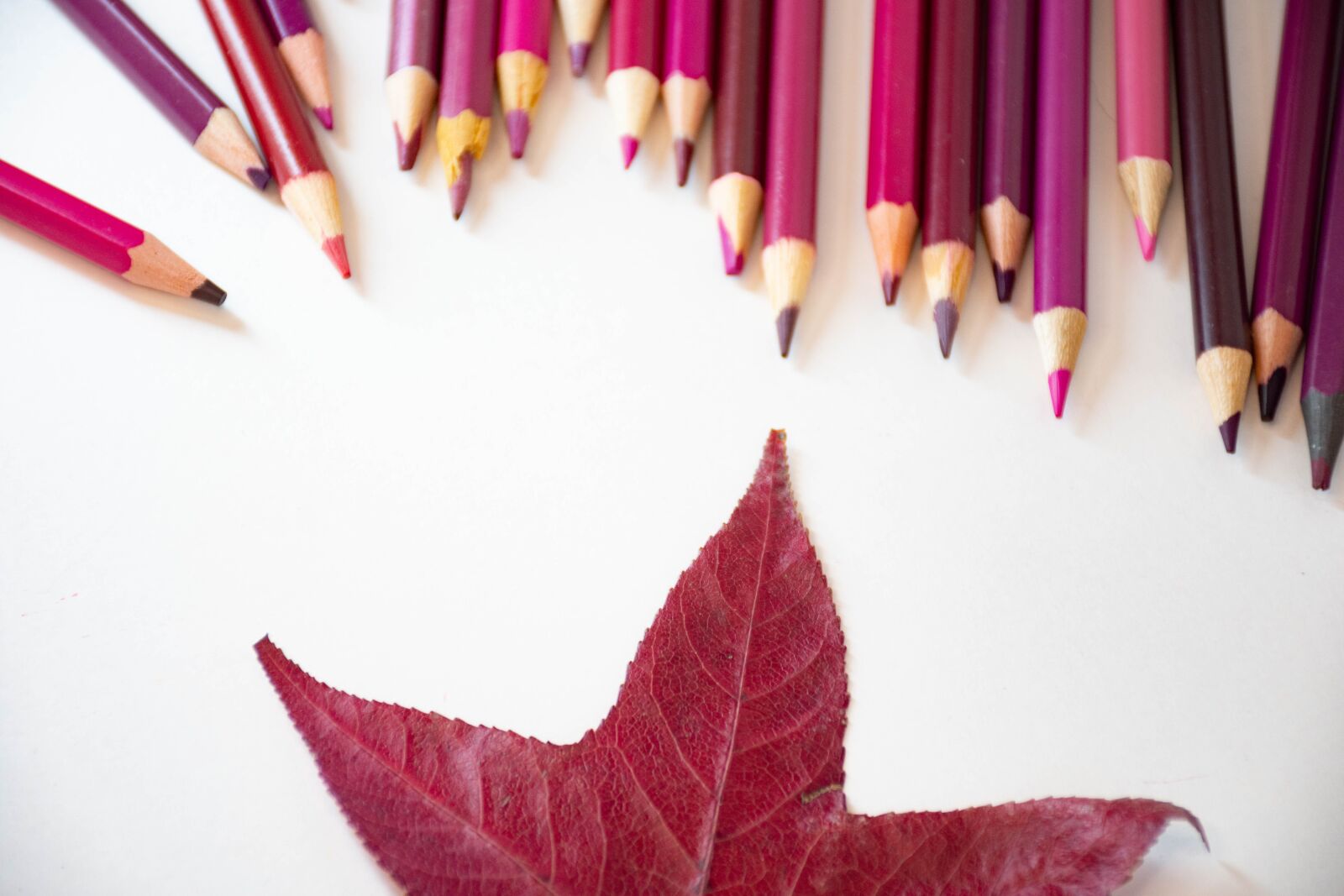 Nikon D7200 sample photo. Pencils, leaves, floral photography