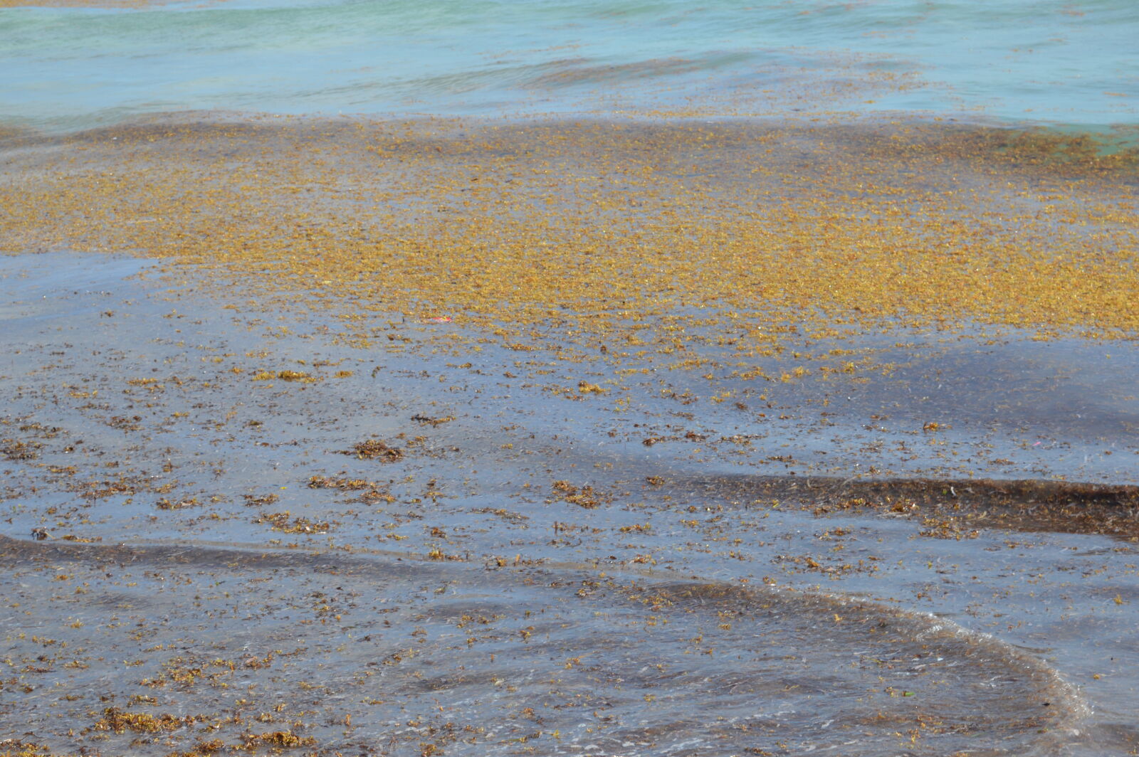 Nikon D3200 sample photo. Beach, dominican, republic, sargassum photography