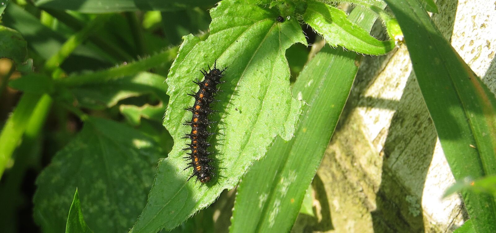 Canon PowerShot SX50 HS sample photo. Insect, nature, macro photography