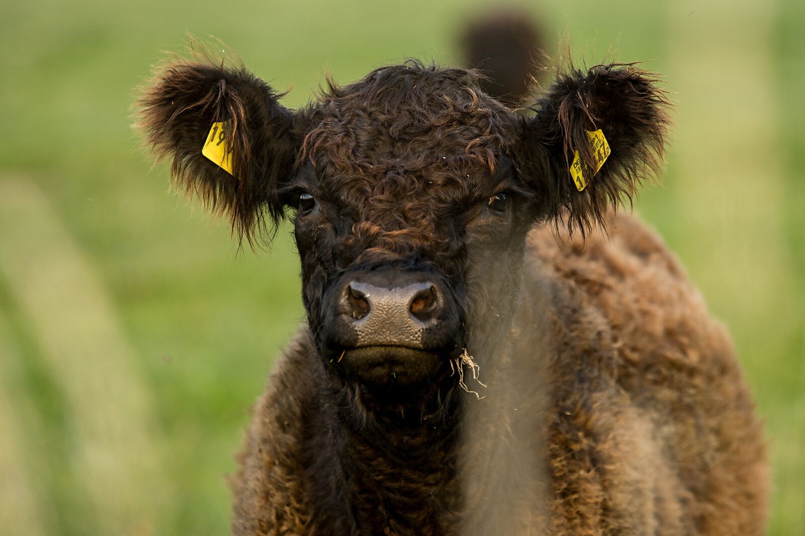 Sony a7R sample photo. Calf, cow, pasture photography