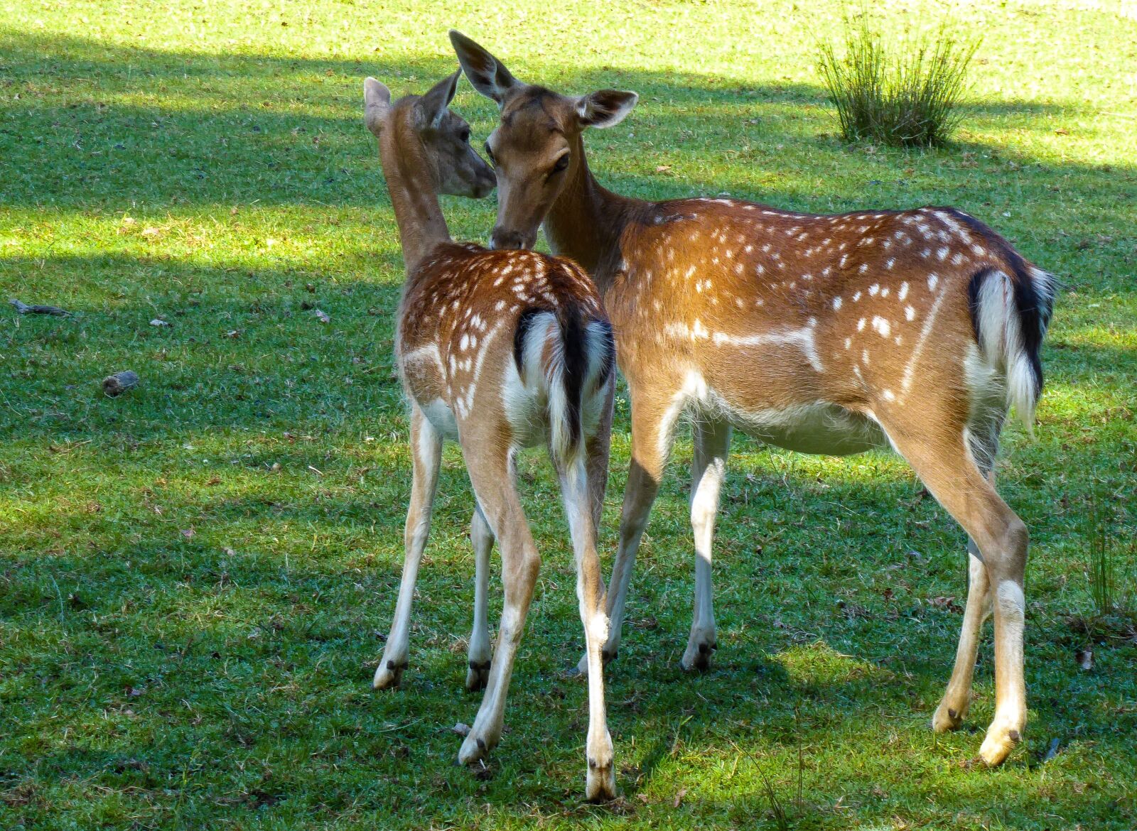 Panasonic DMC-TZ71 sample photo. Animal world, hirsch, doe photography