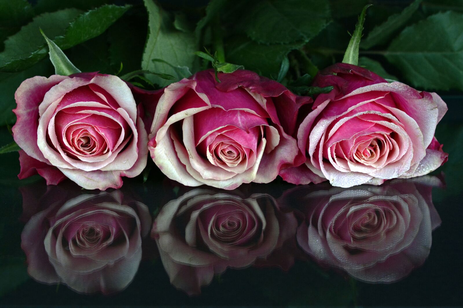 Nikon D7100 sample photo. Roses, flowers, rose flower photography