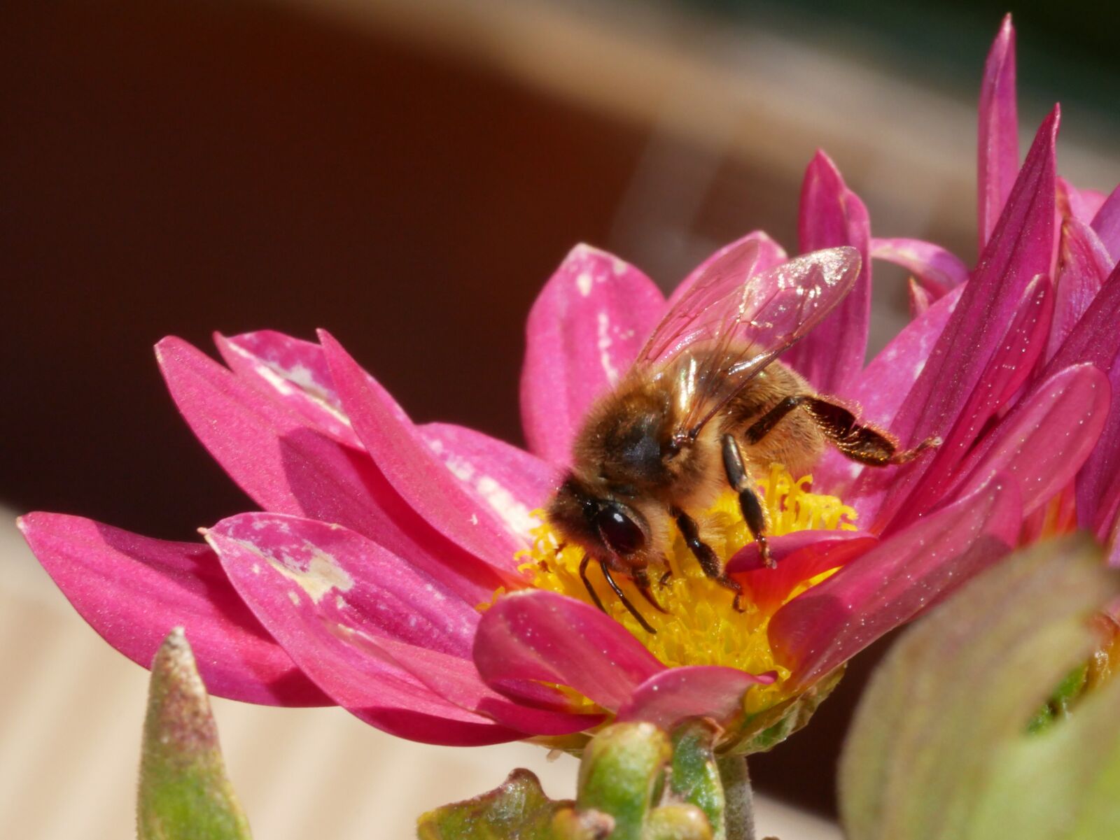 Panasonic Lumix DMC-GX85 (Lumix DMC-GX80 / Lumix DMC-GX7 Mark II) sample photo. Bee, forage, pink photography