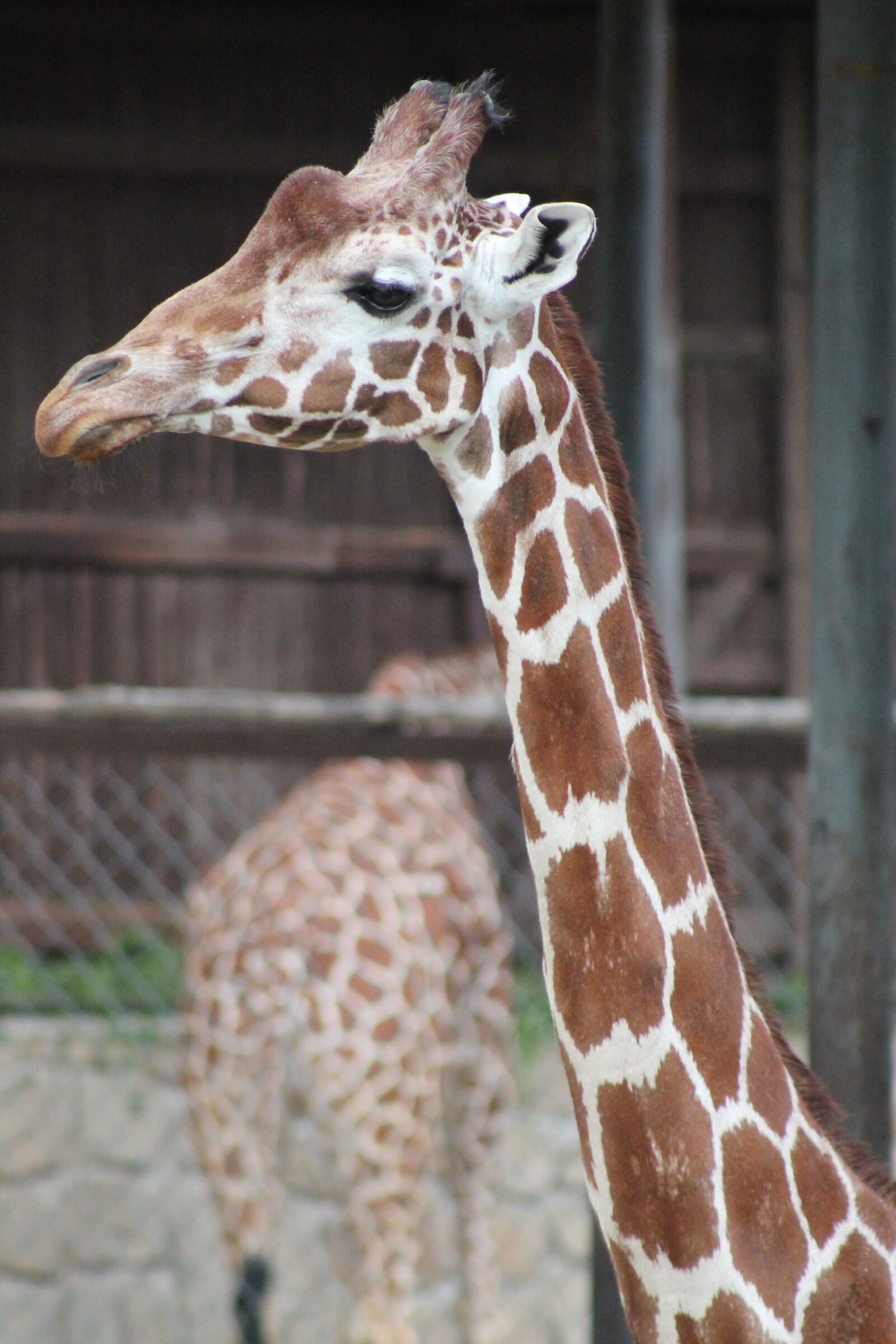 Canon EF 75-300mm f/4-5.6 sample photo. Zoo, safari, dvur kralove photography