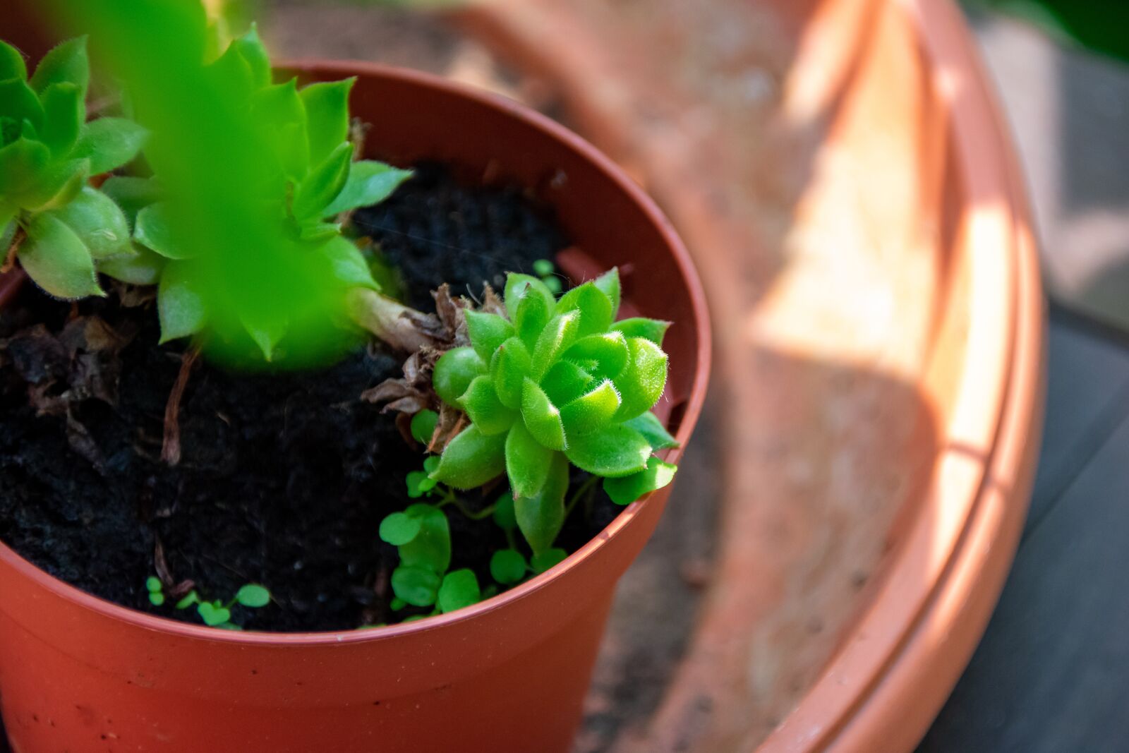 Nikon D3400 sample photo. Cactus, small, nature photography
