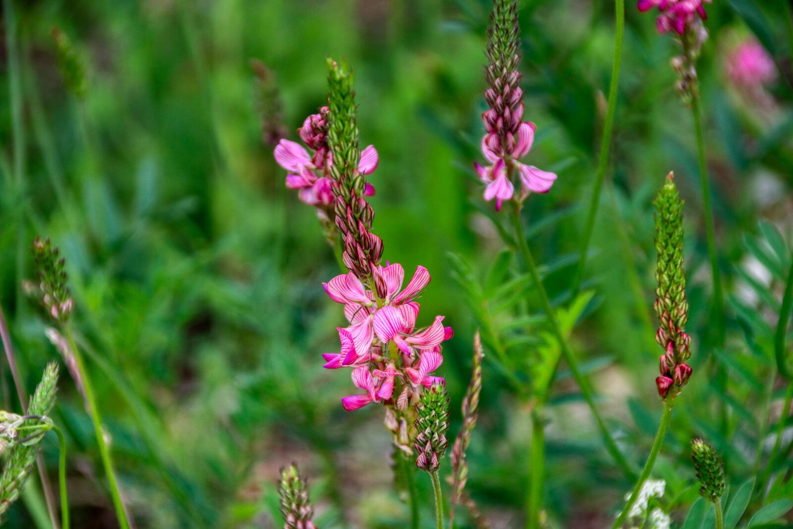 Canon EOS 80D sample photo. Flowers, wild flowers, spring photography