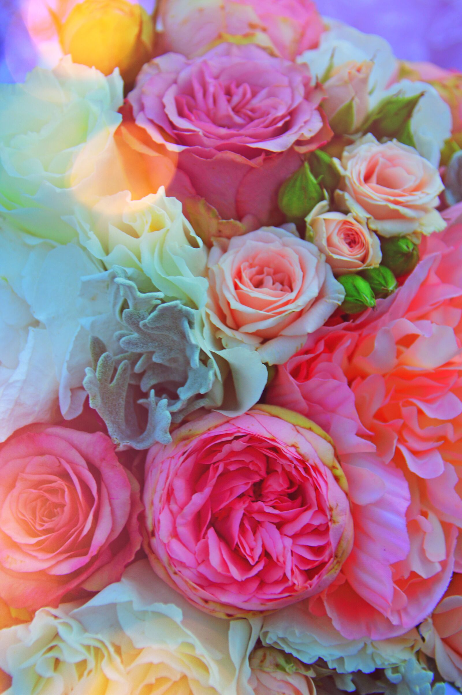 Nikon D3200 sample photo. Rose, pink, flower photography