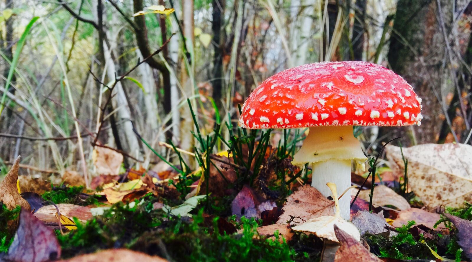 iPhone 6 Plus back camera 4.15mm f/2.2 sample photo. Mushroom, forest, nature photography