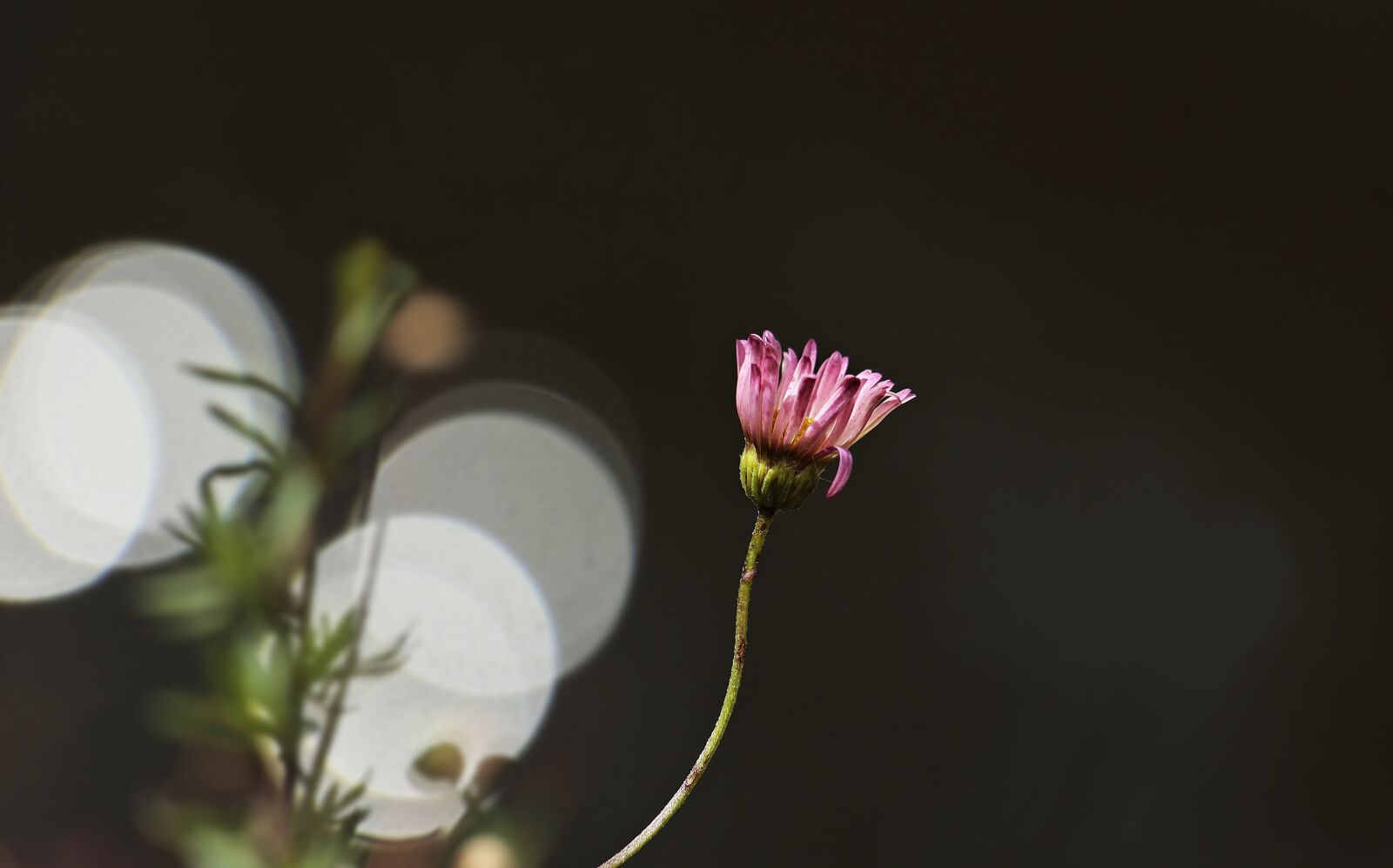 Canon EOS 100D (EOS Rebel SL1 / EOS Kiss X7) sample photo. Daisy, flower, bokeh photography